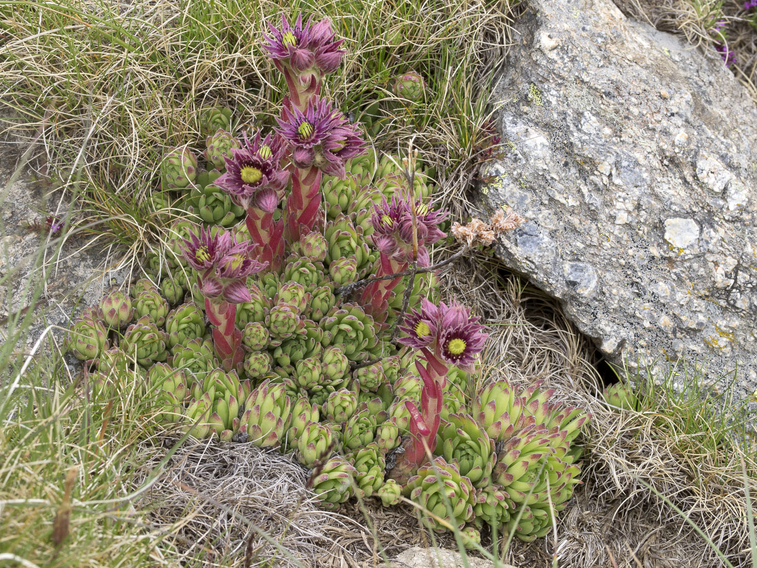 Sempervivum