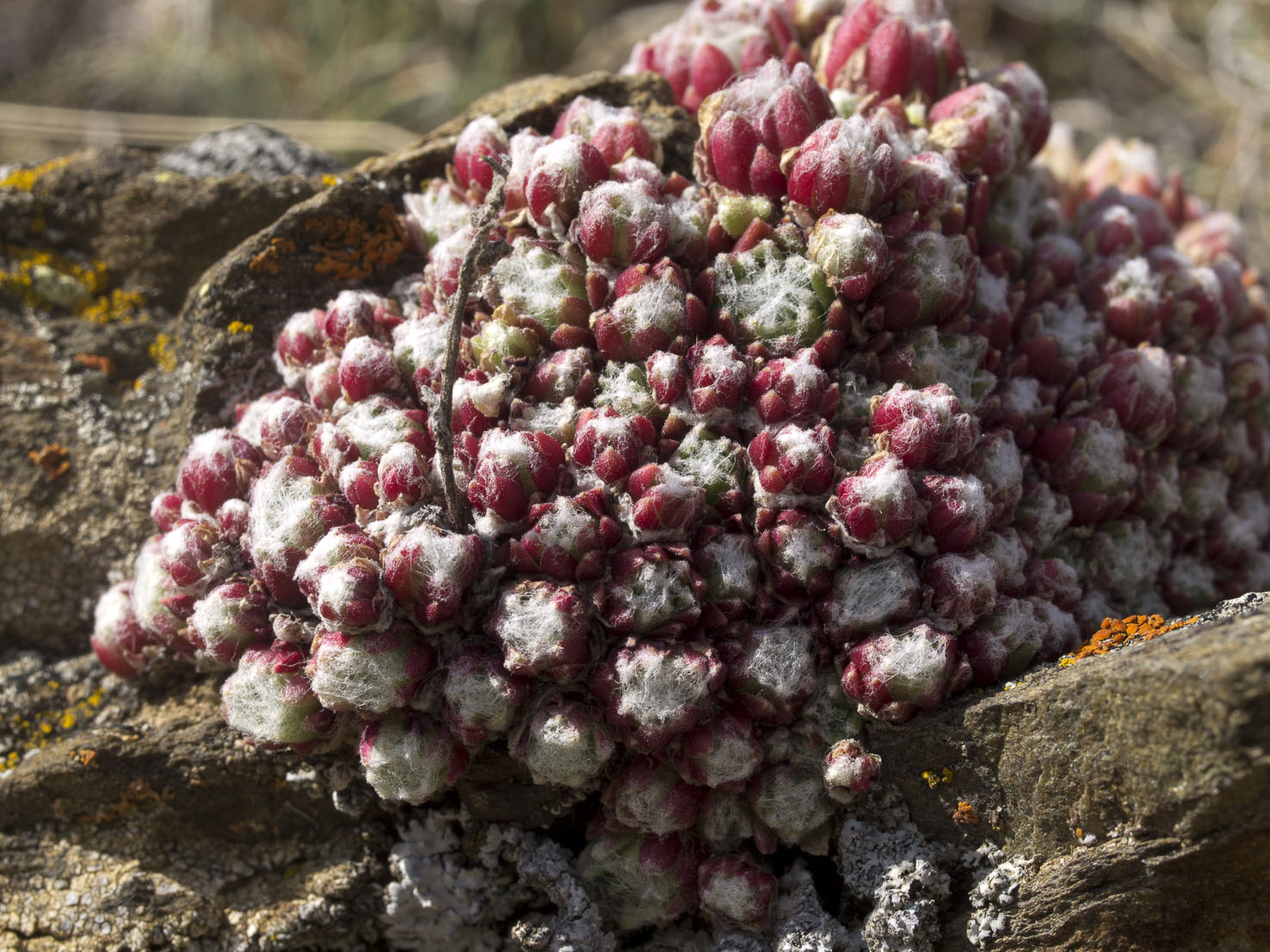 Sempervivum