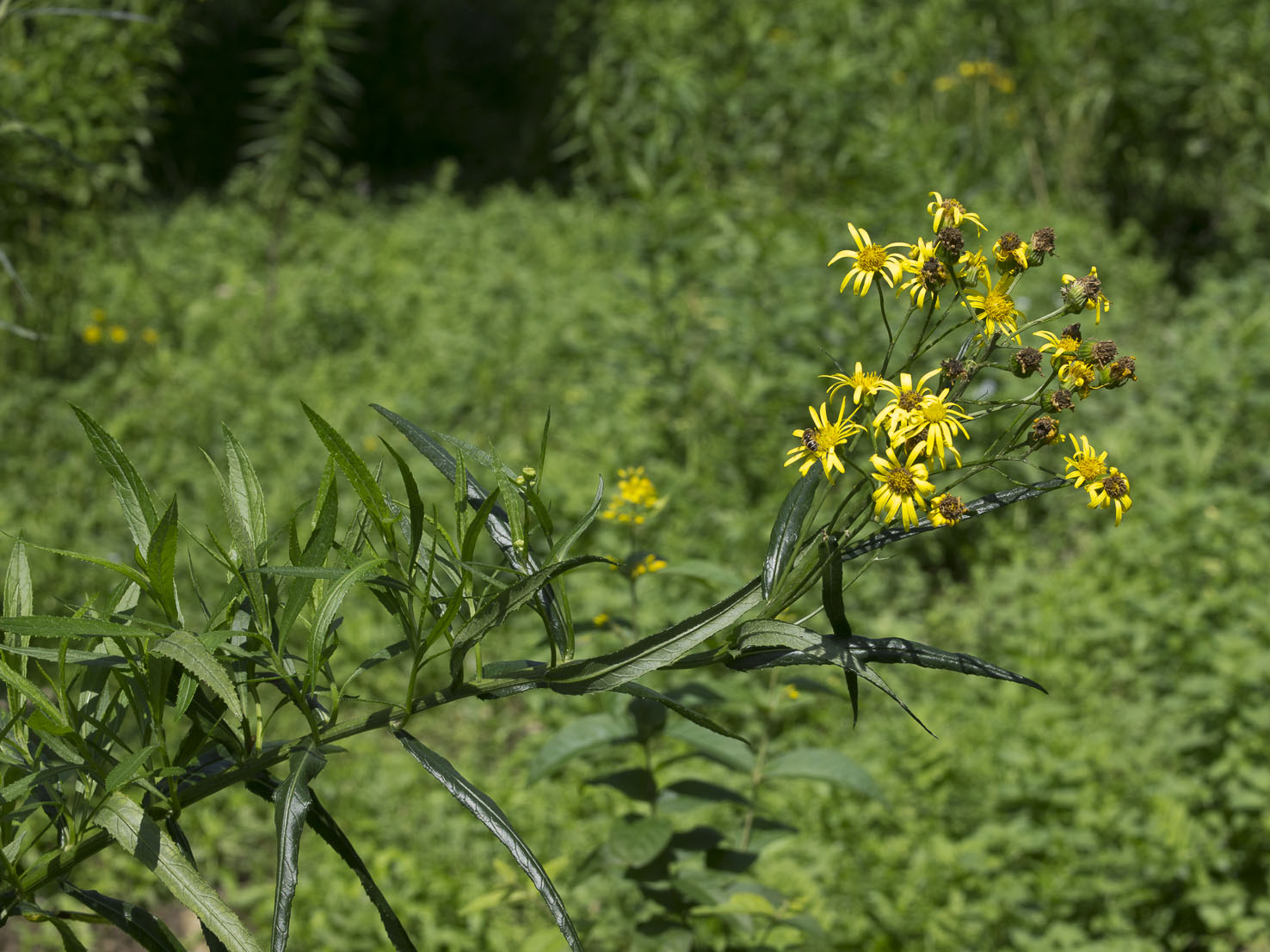 Senecio