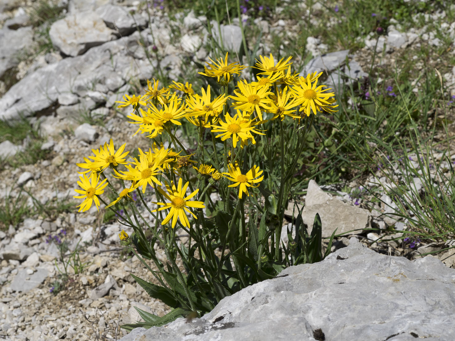 Senecio