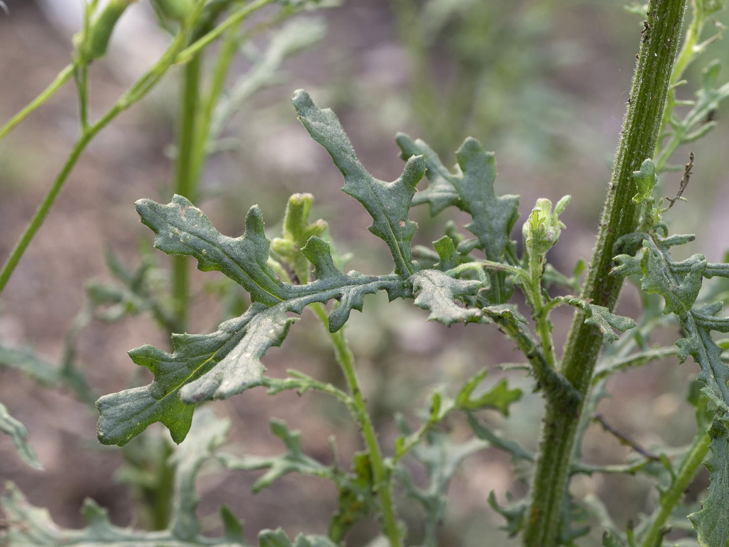 Senecio