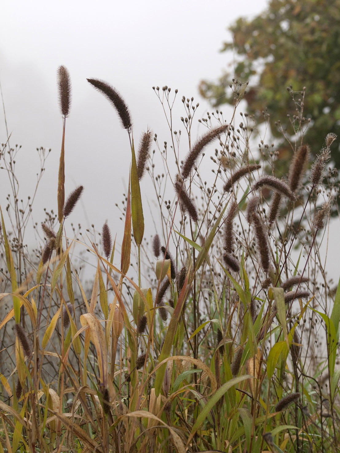 Setaria