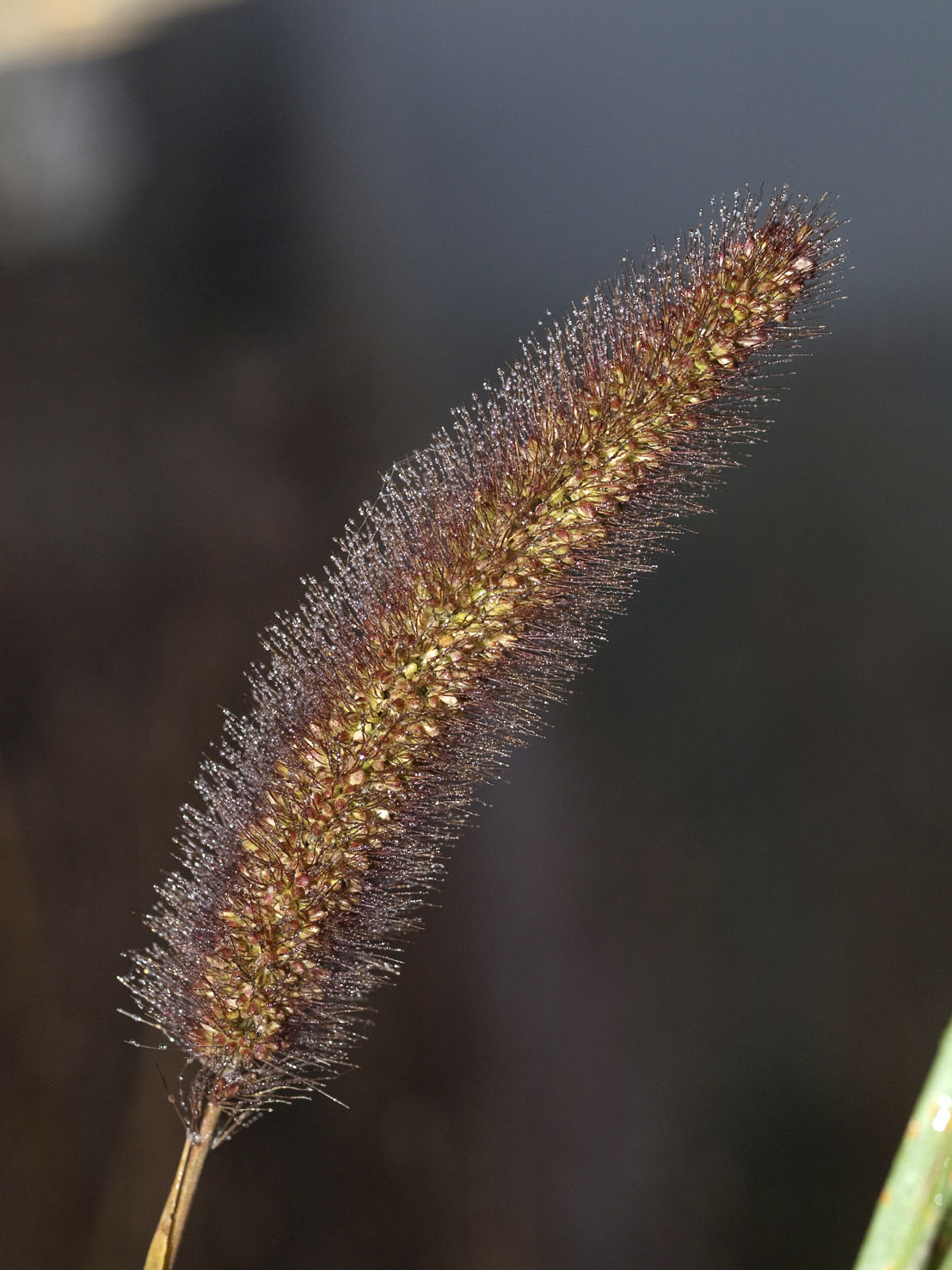 Setaria