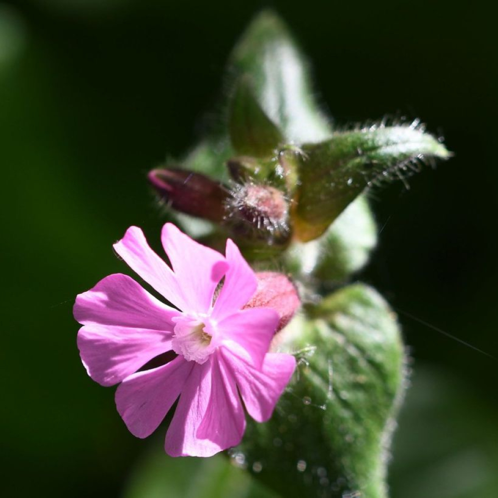Silene
