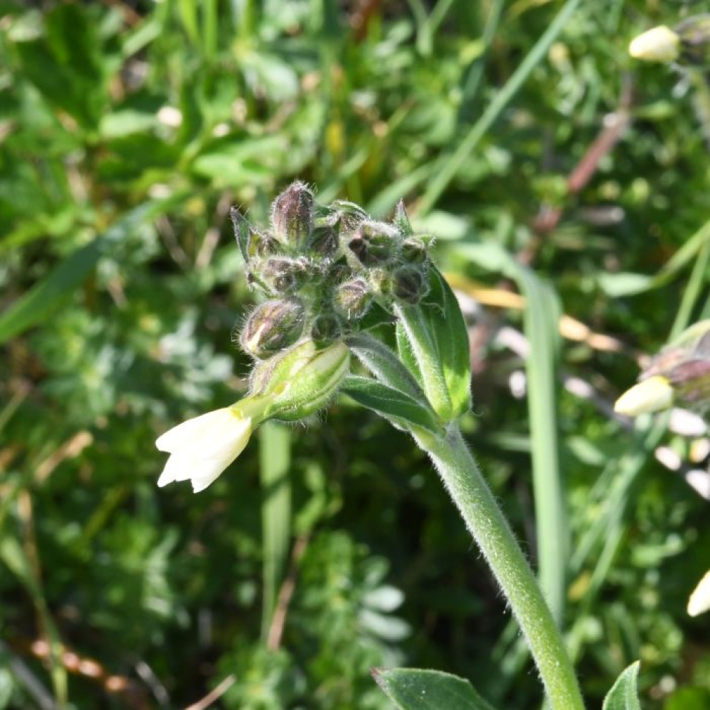 Silene