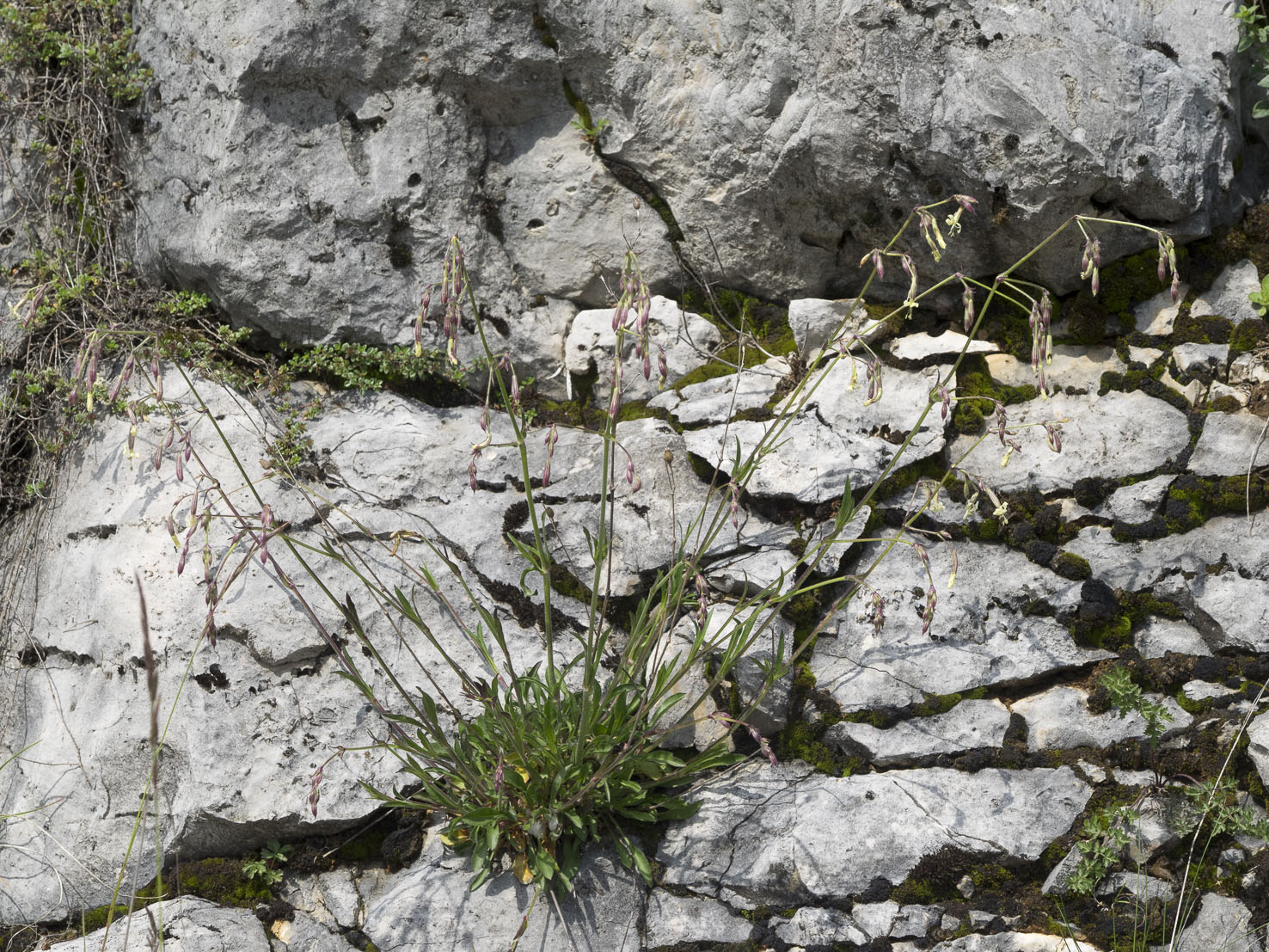 Silene