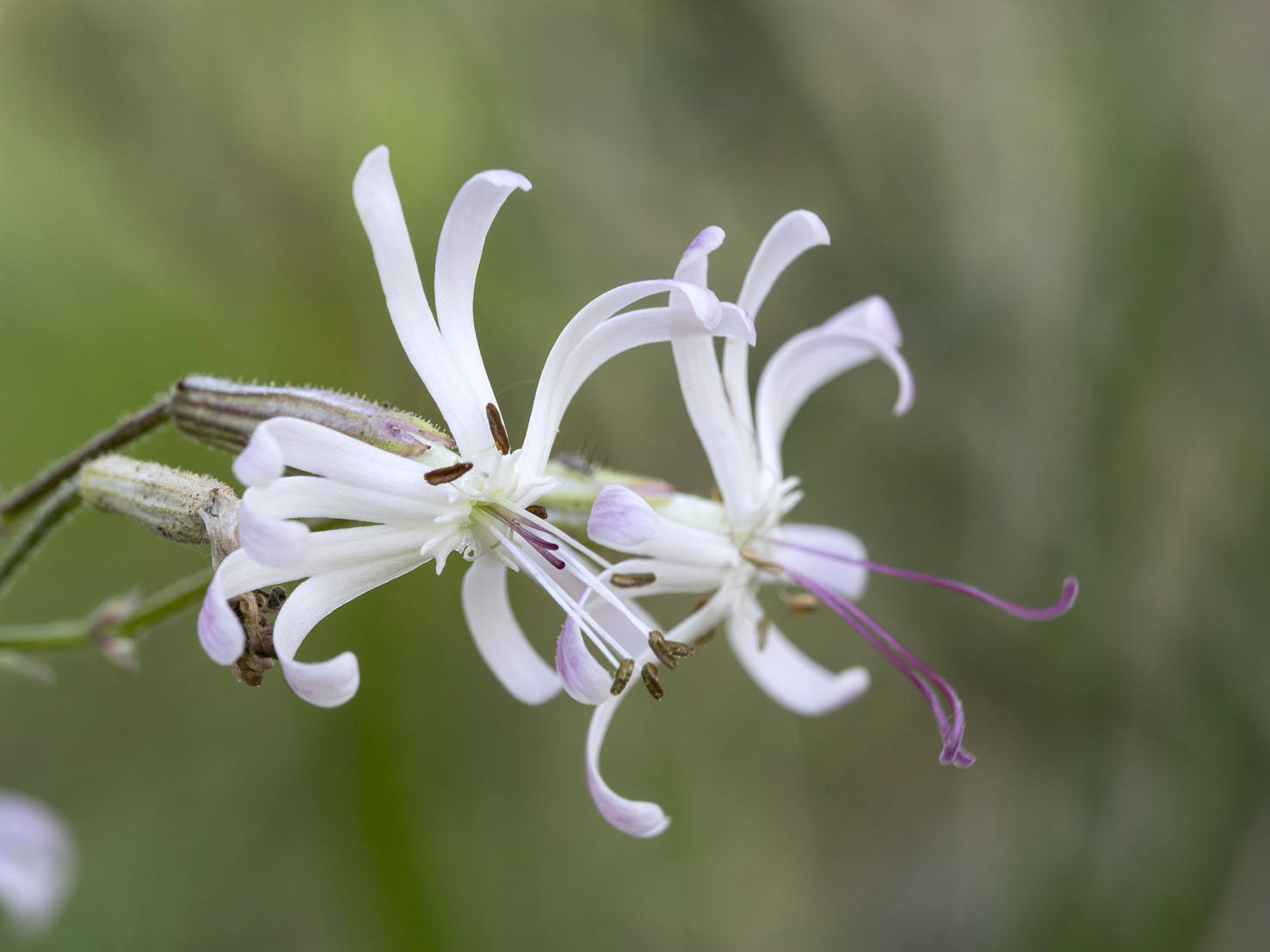 Silene