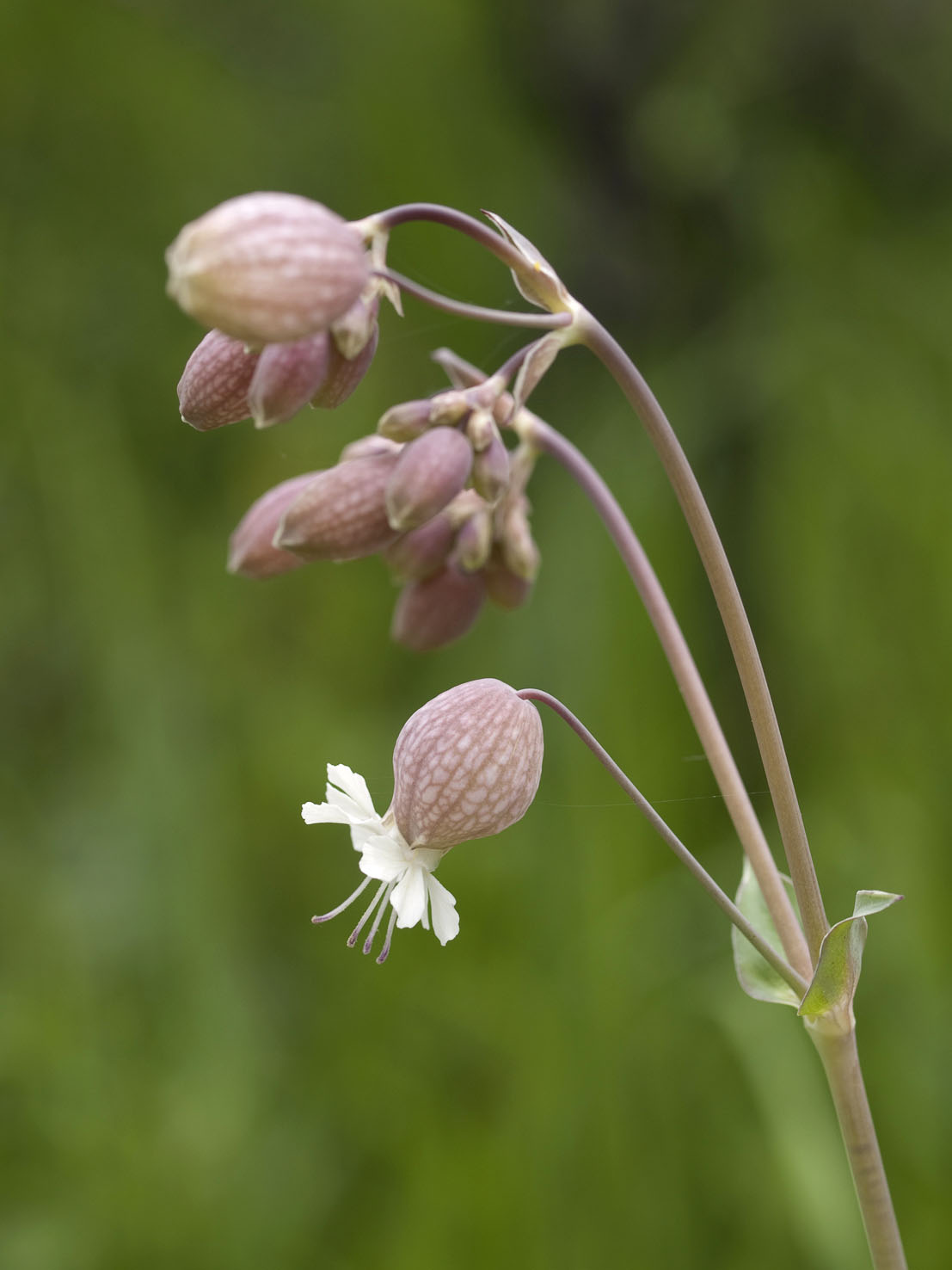 Silene