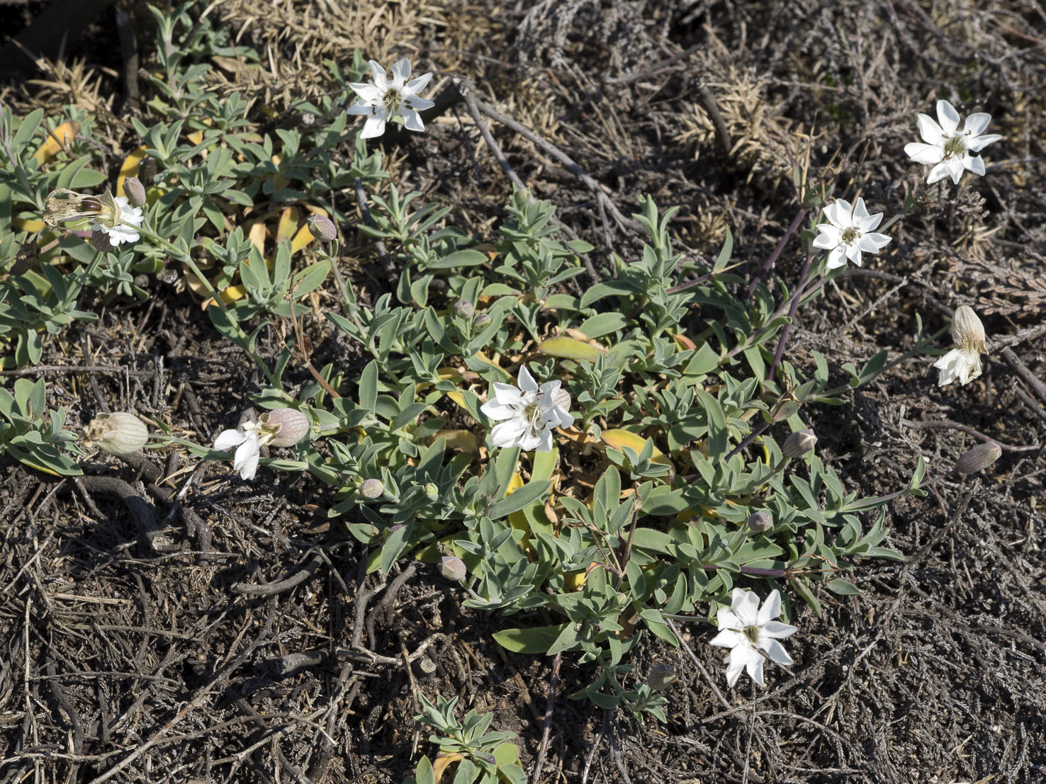 Silene