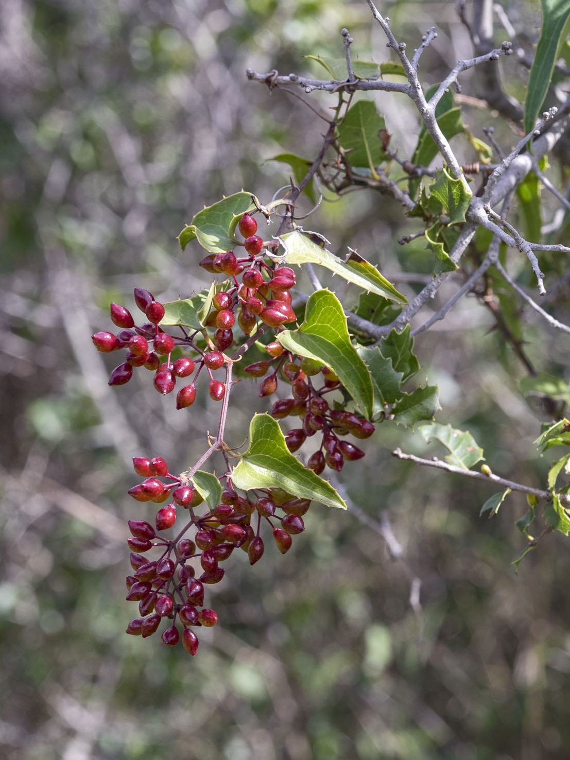 Smilax