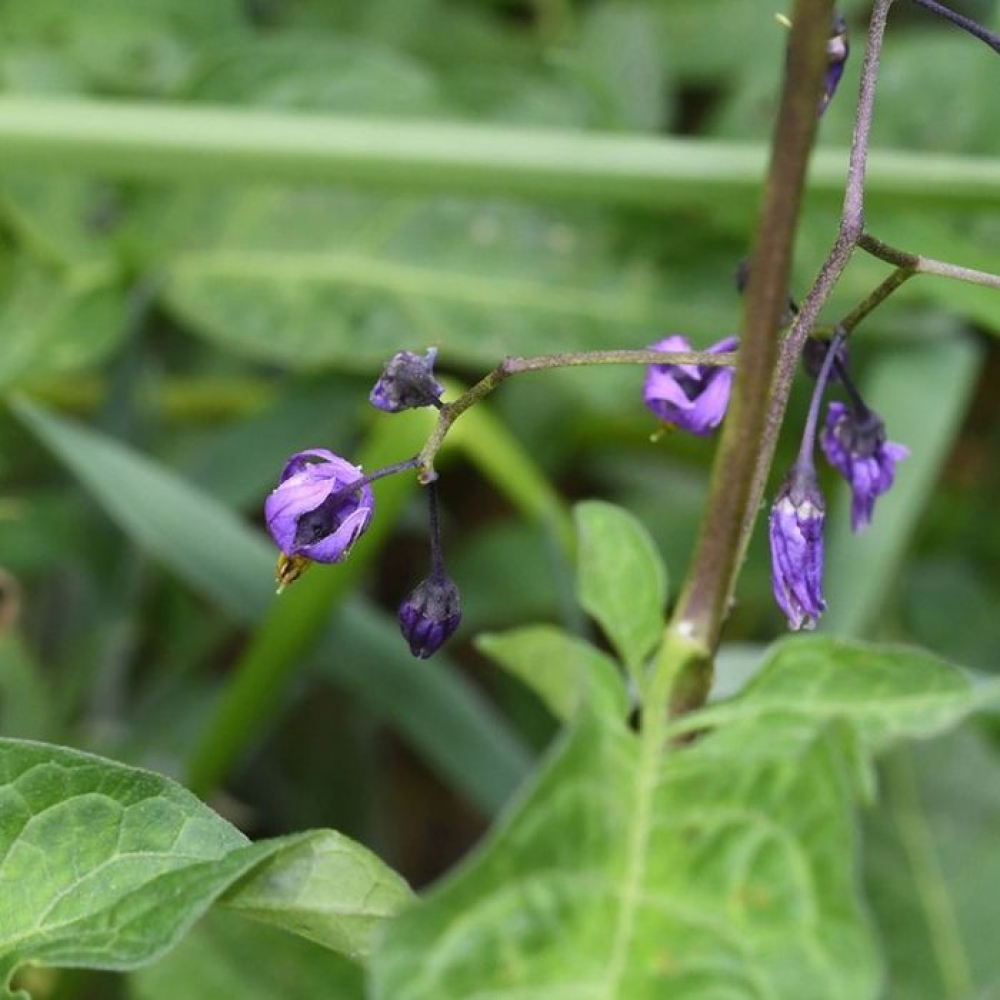Solanum