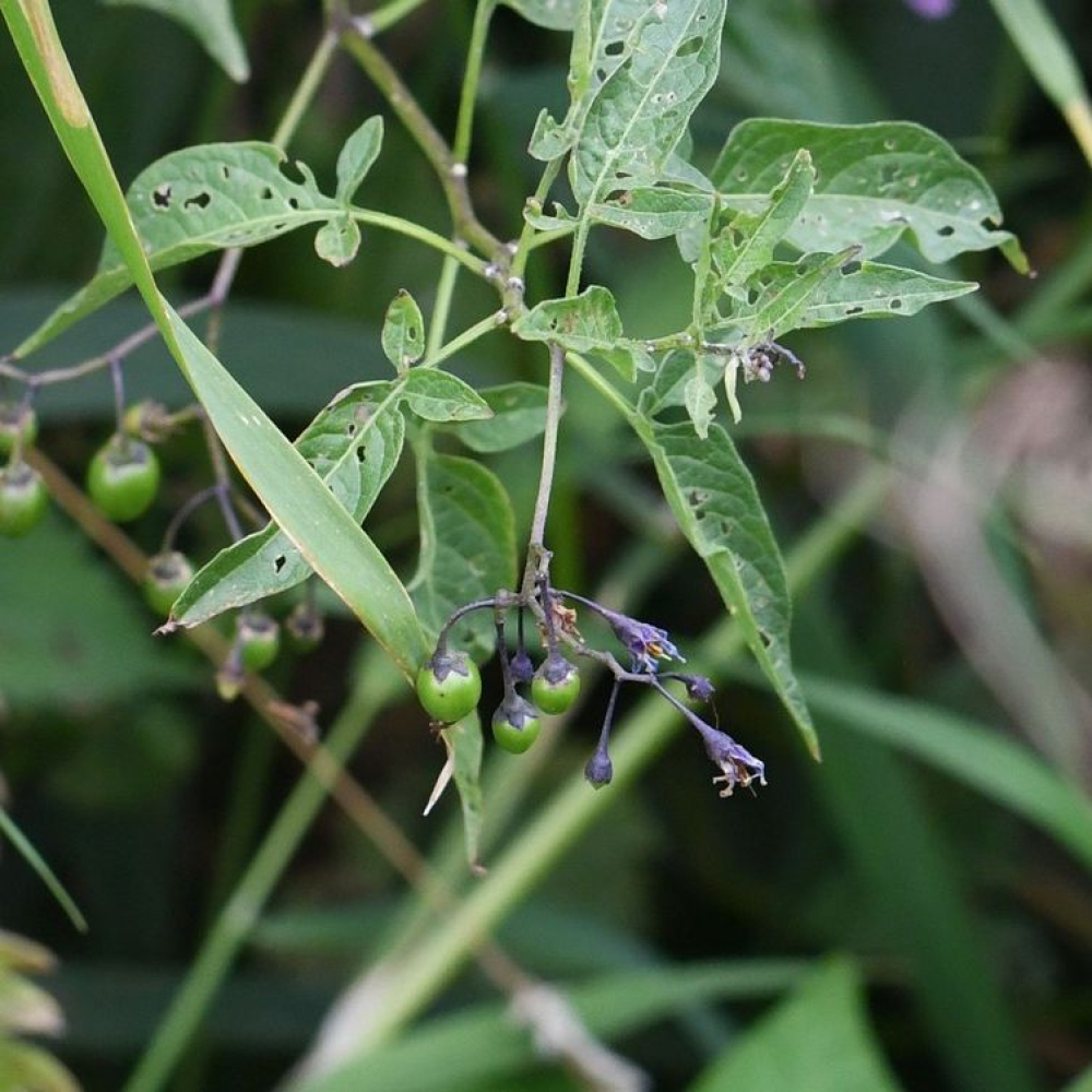 Solanum