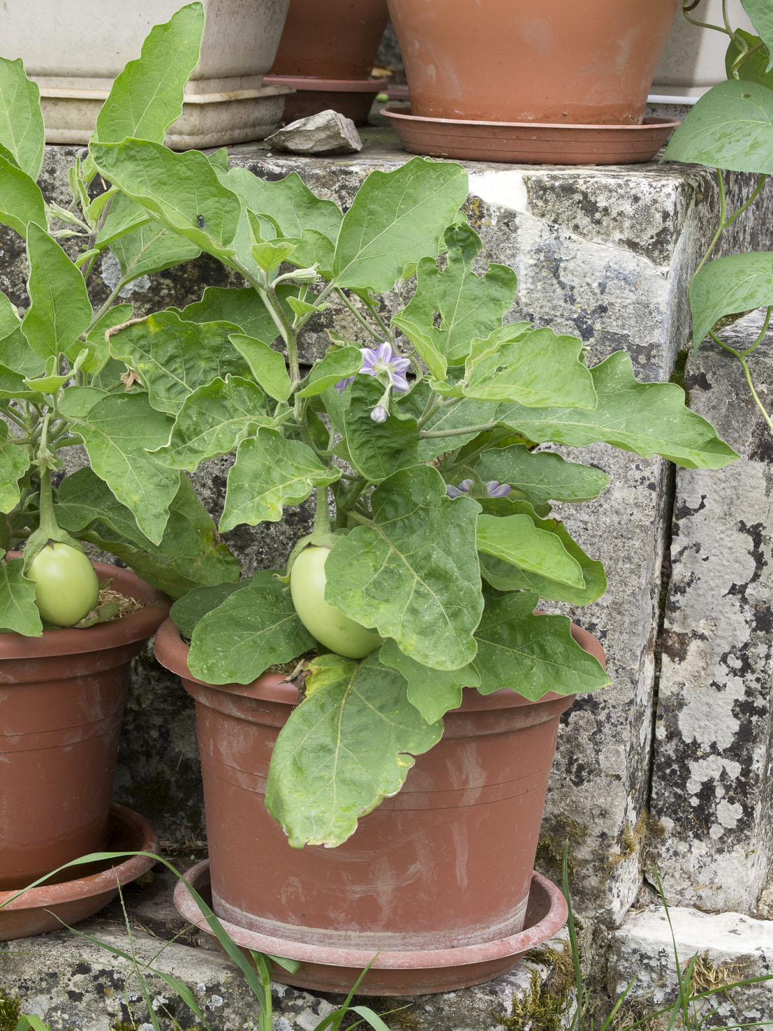 Solanum