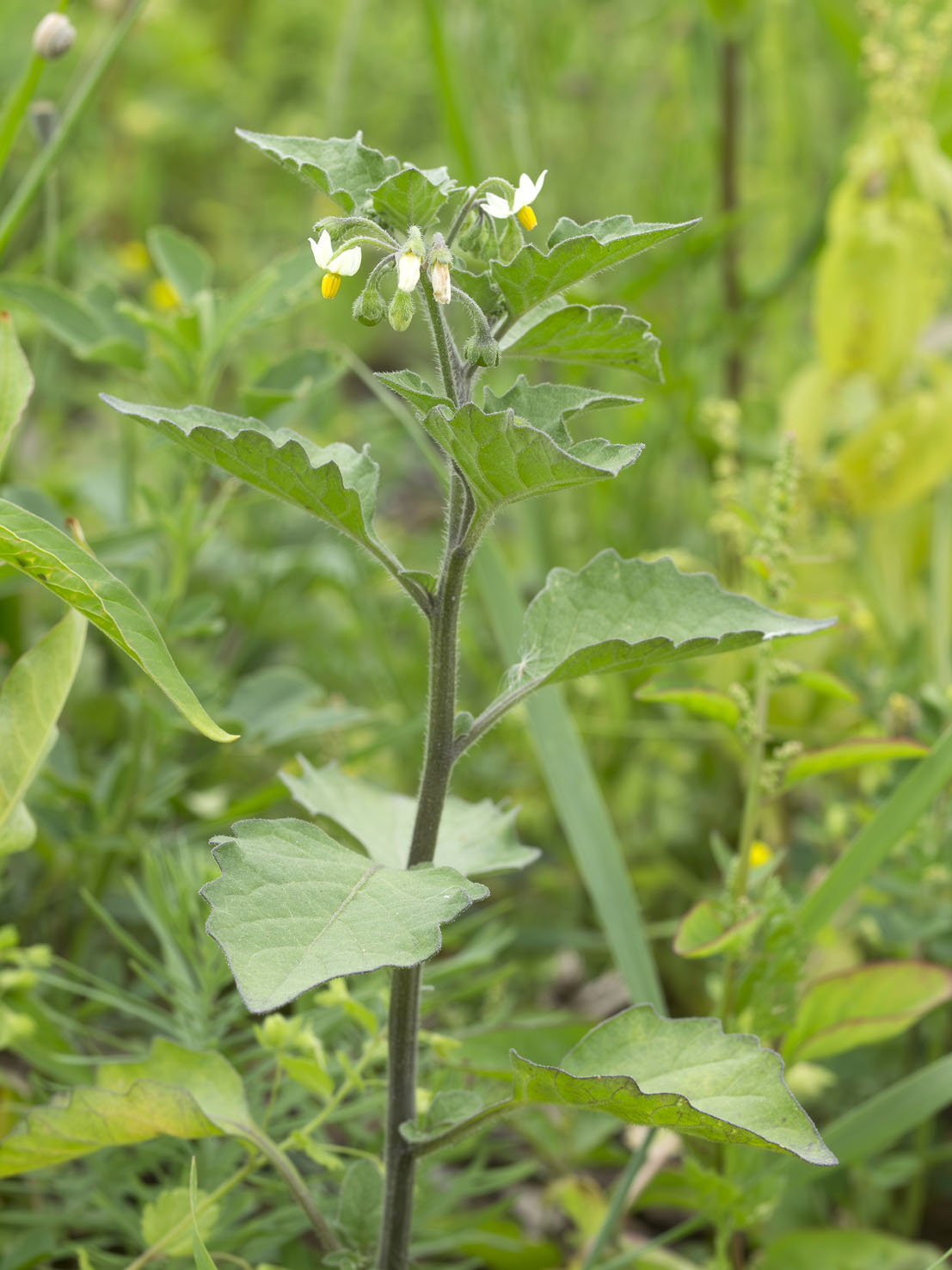 Solanum