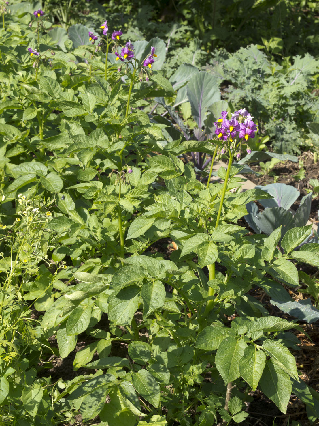 Solanum