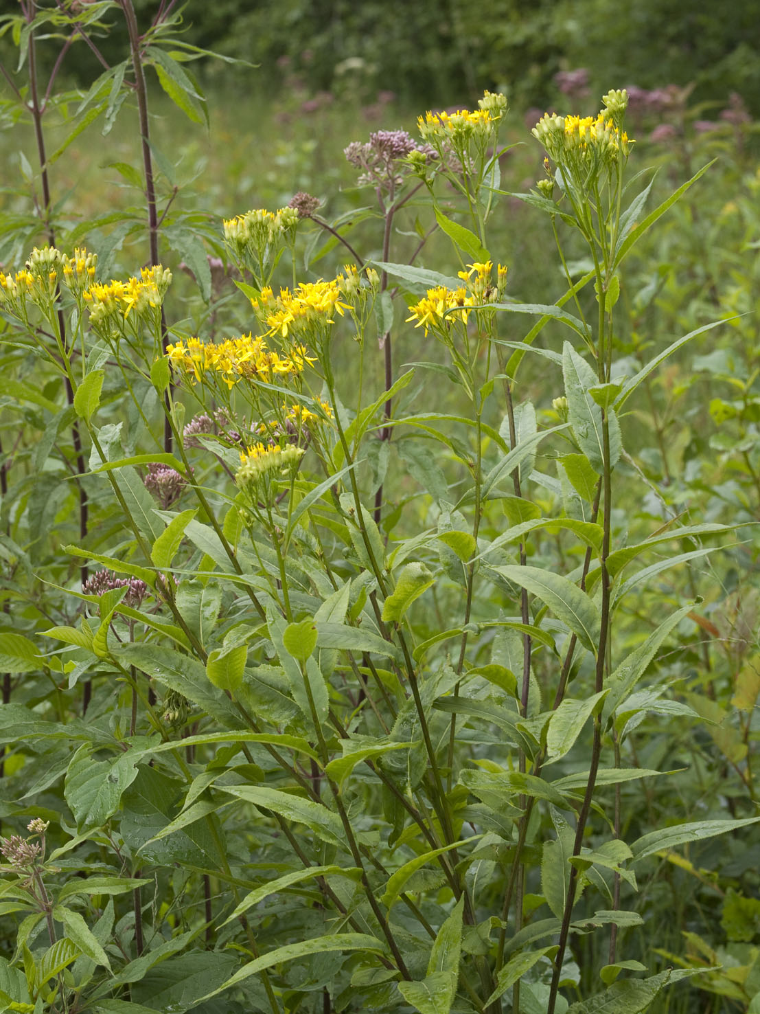 Solidago