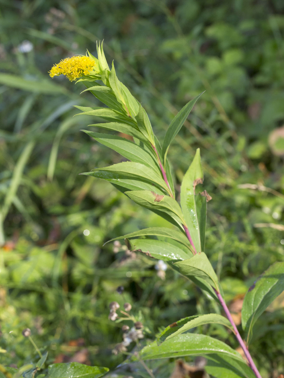 Solidago