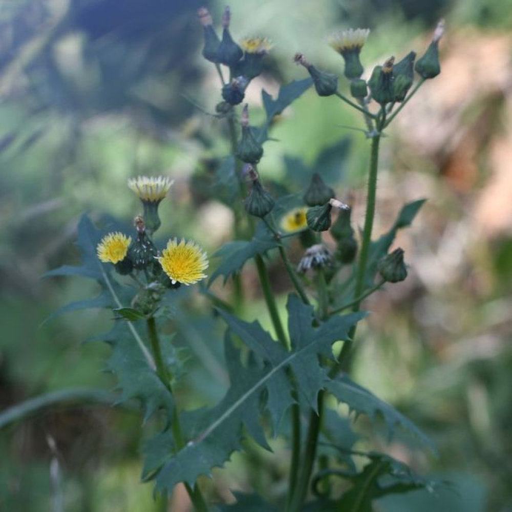 Sonchus
