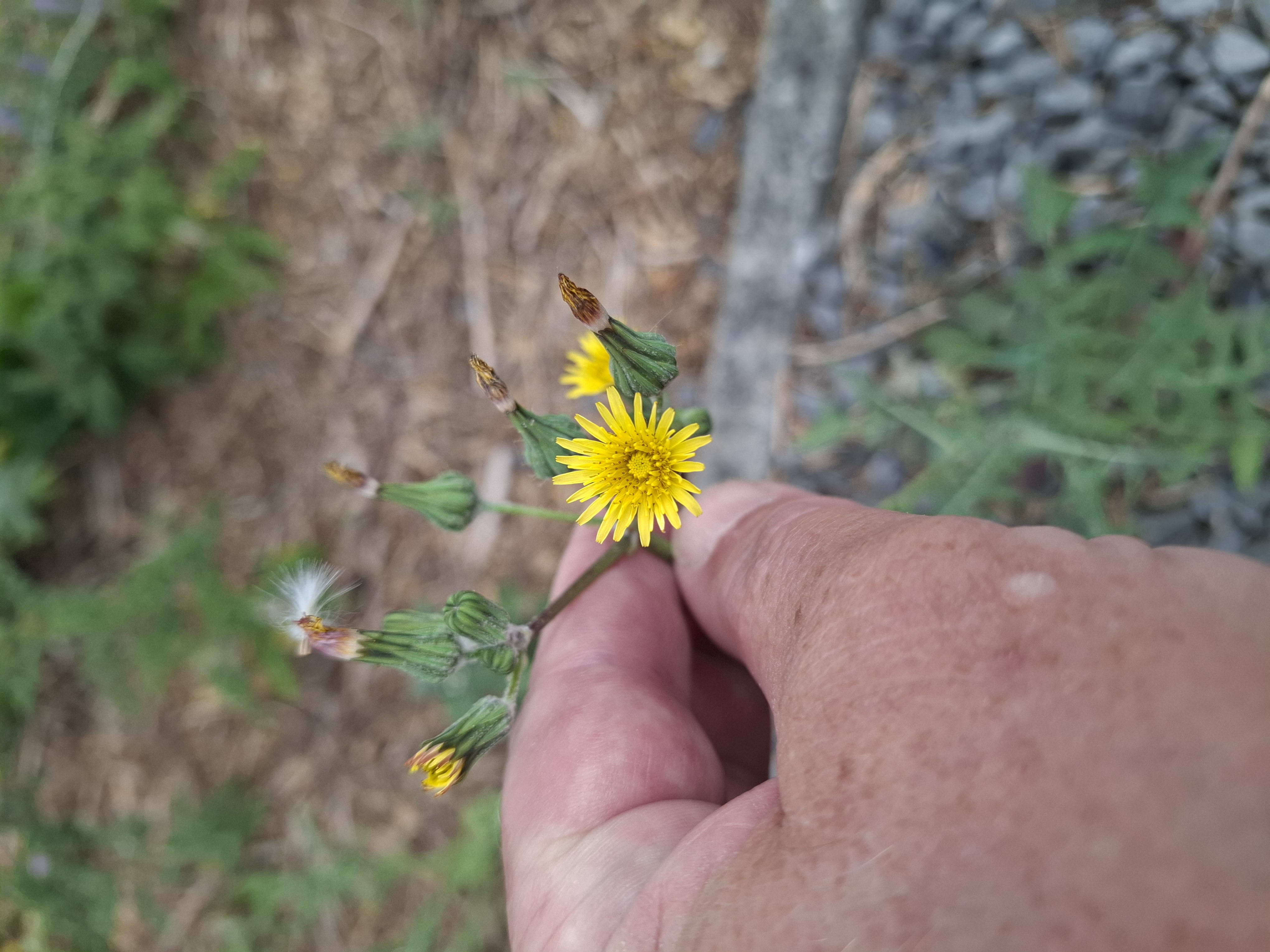 Sonchus