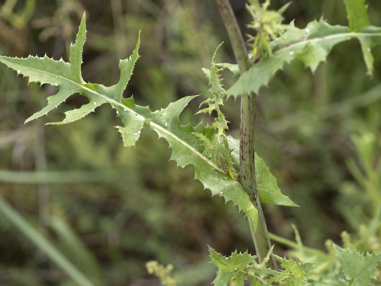 Sonchus
