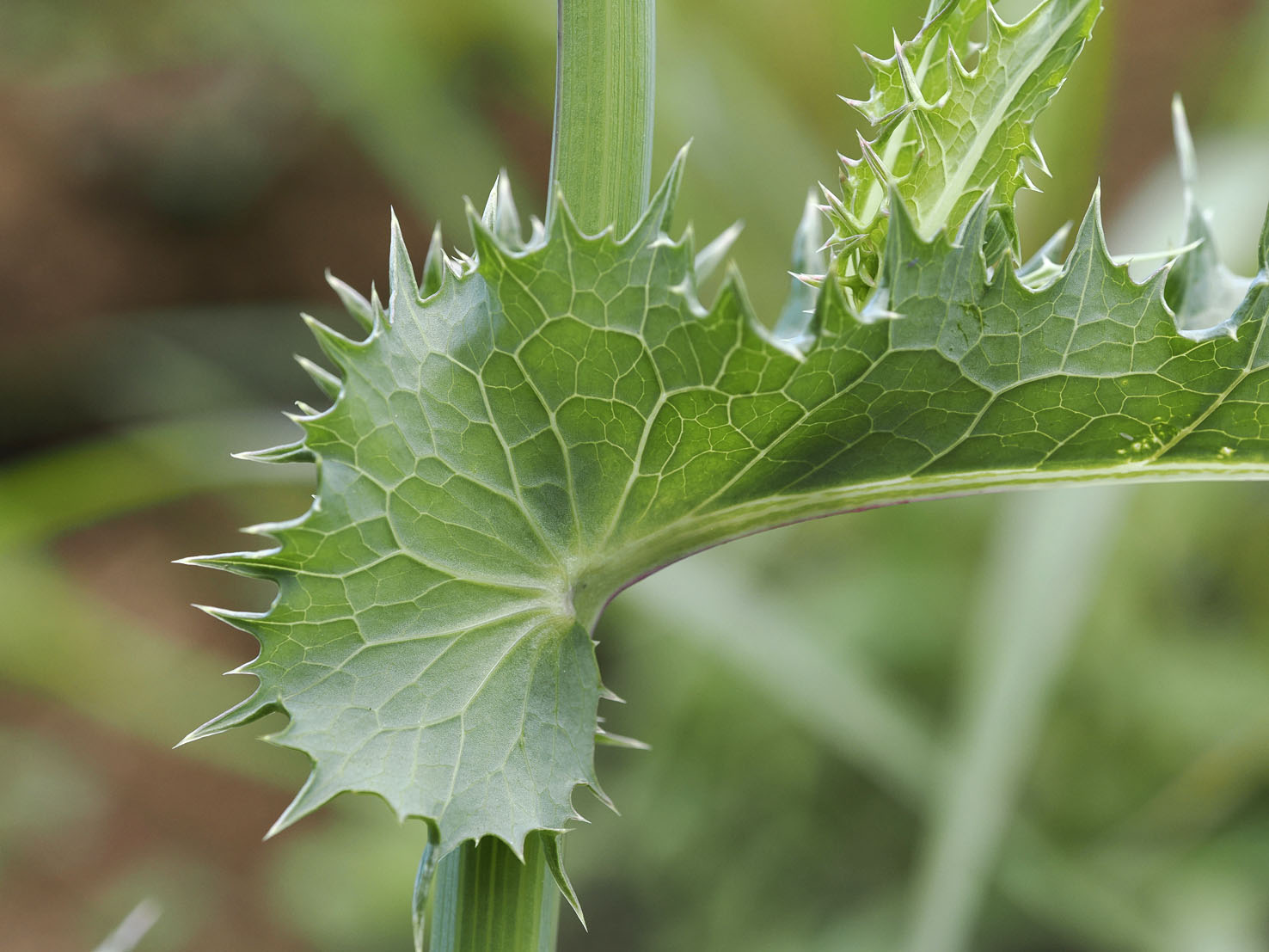 Sonchus