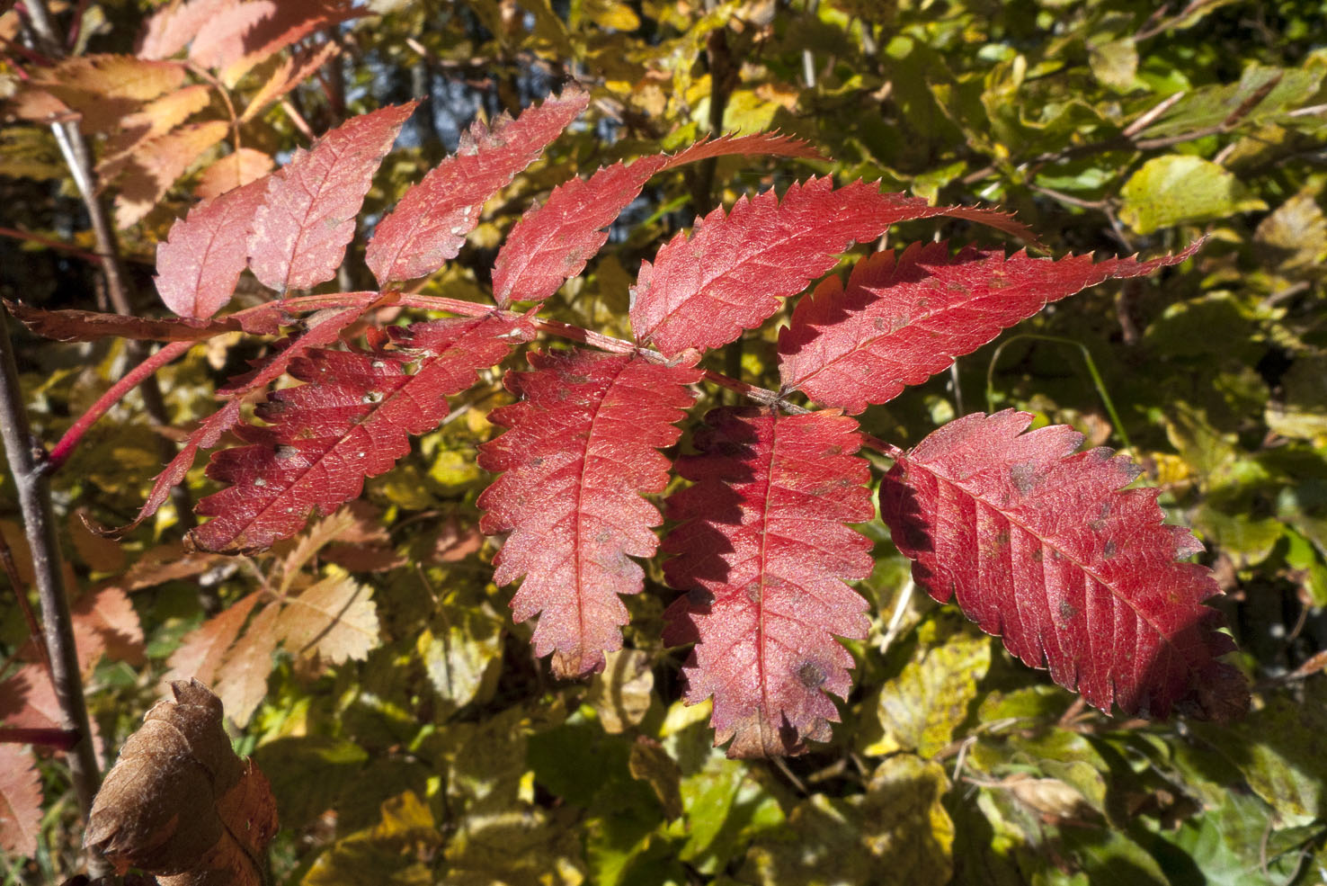 Sorbus