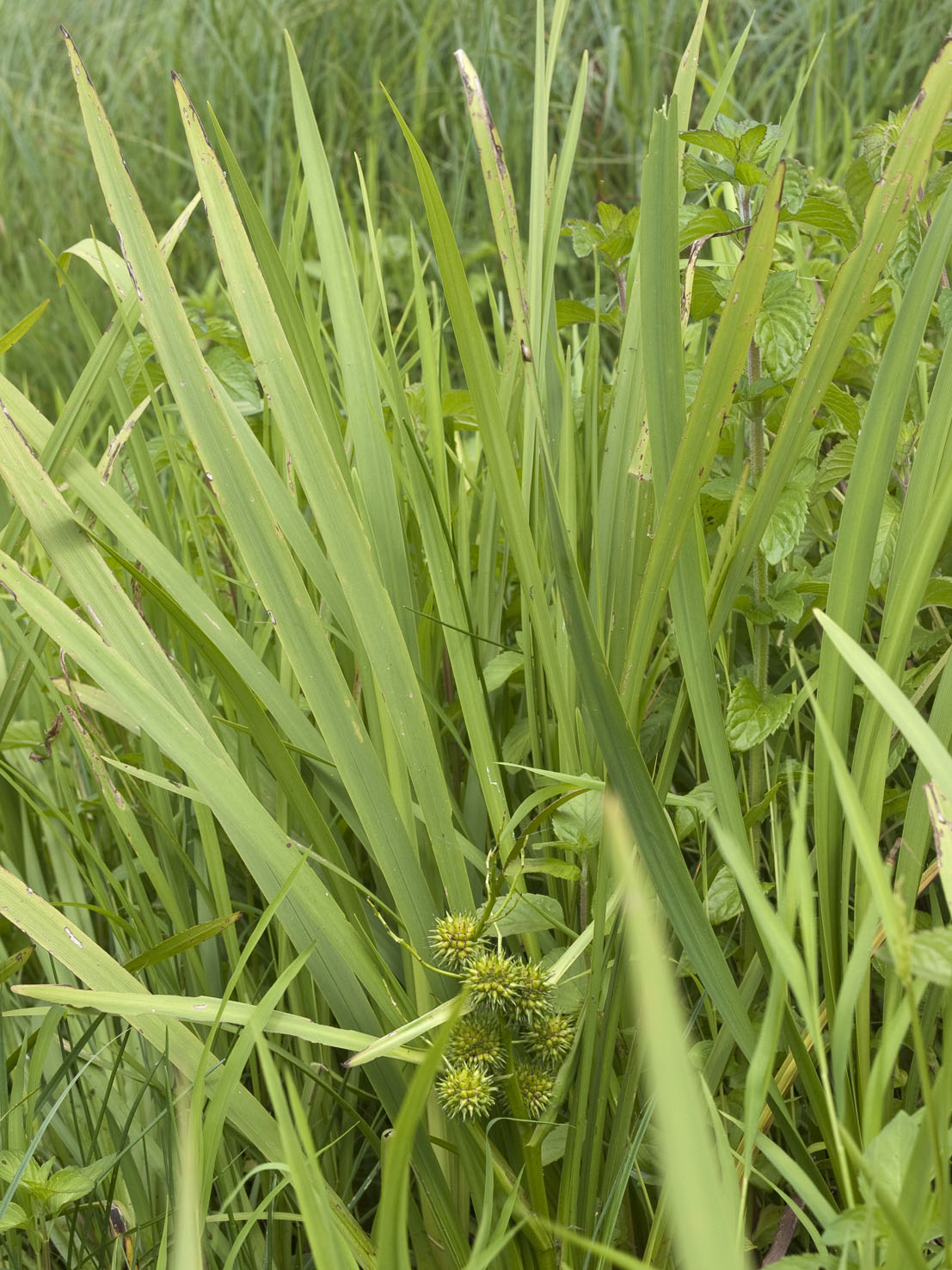 Sparganium