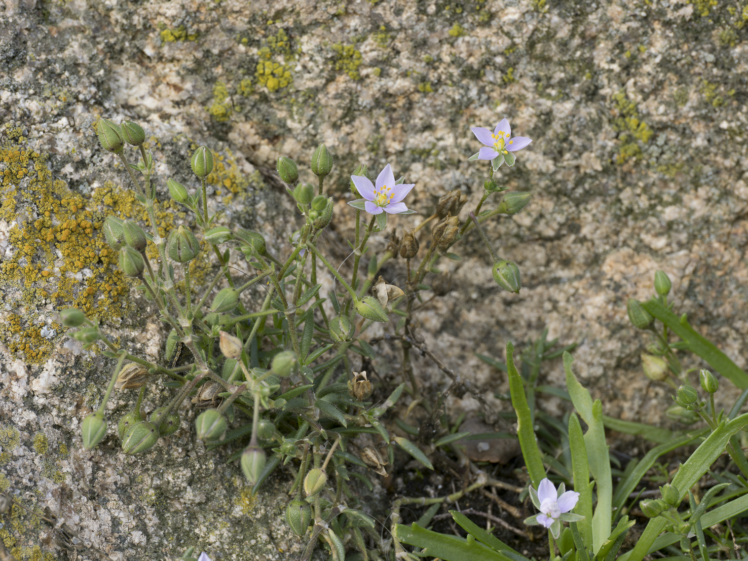 Spergularia