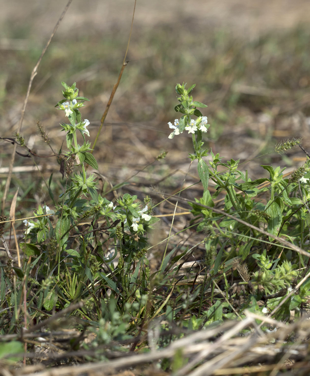 Stachys