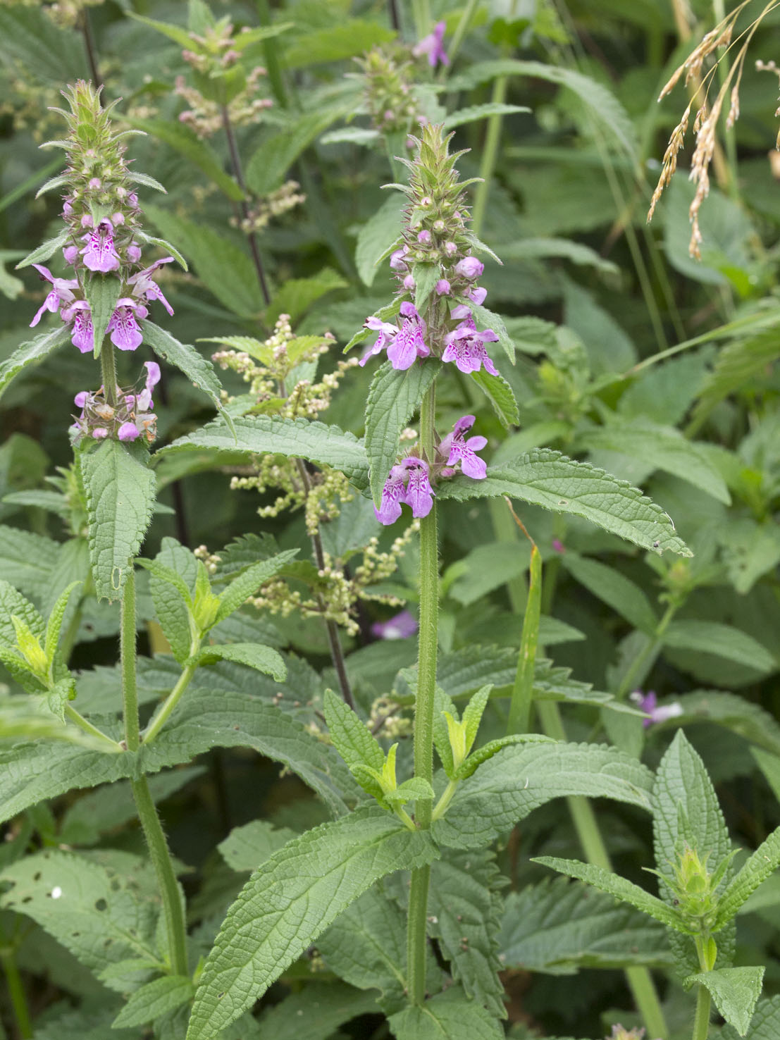 Stachys