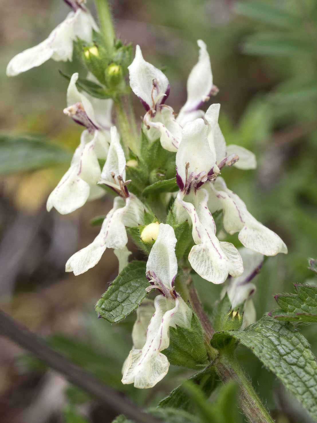 Stachys