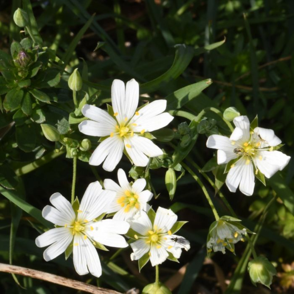 Stellaria