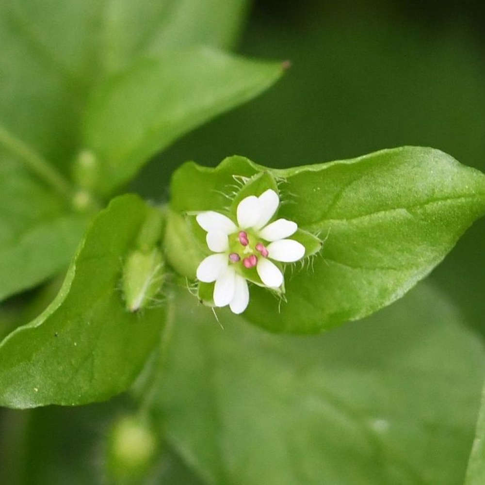 Stellaria
