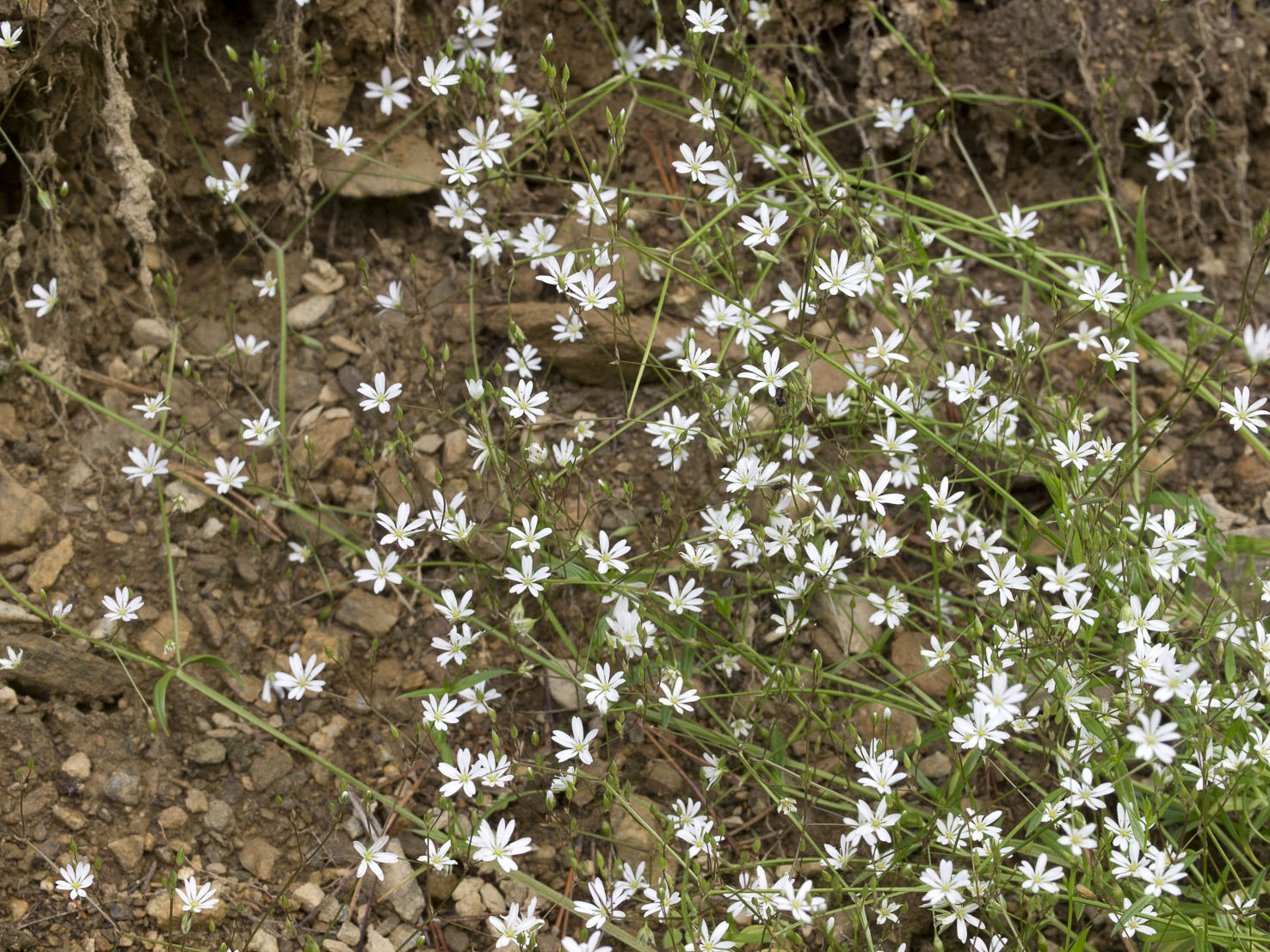 Stellaria