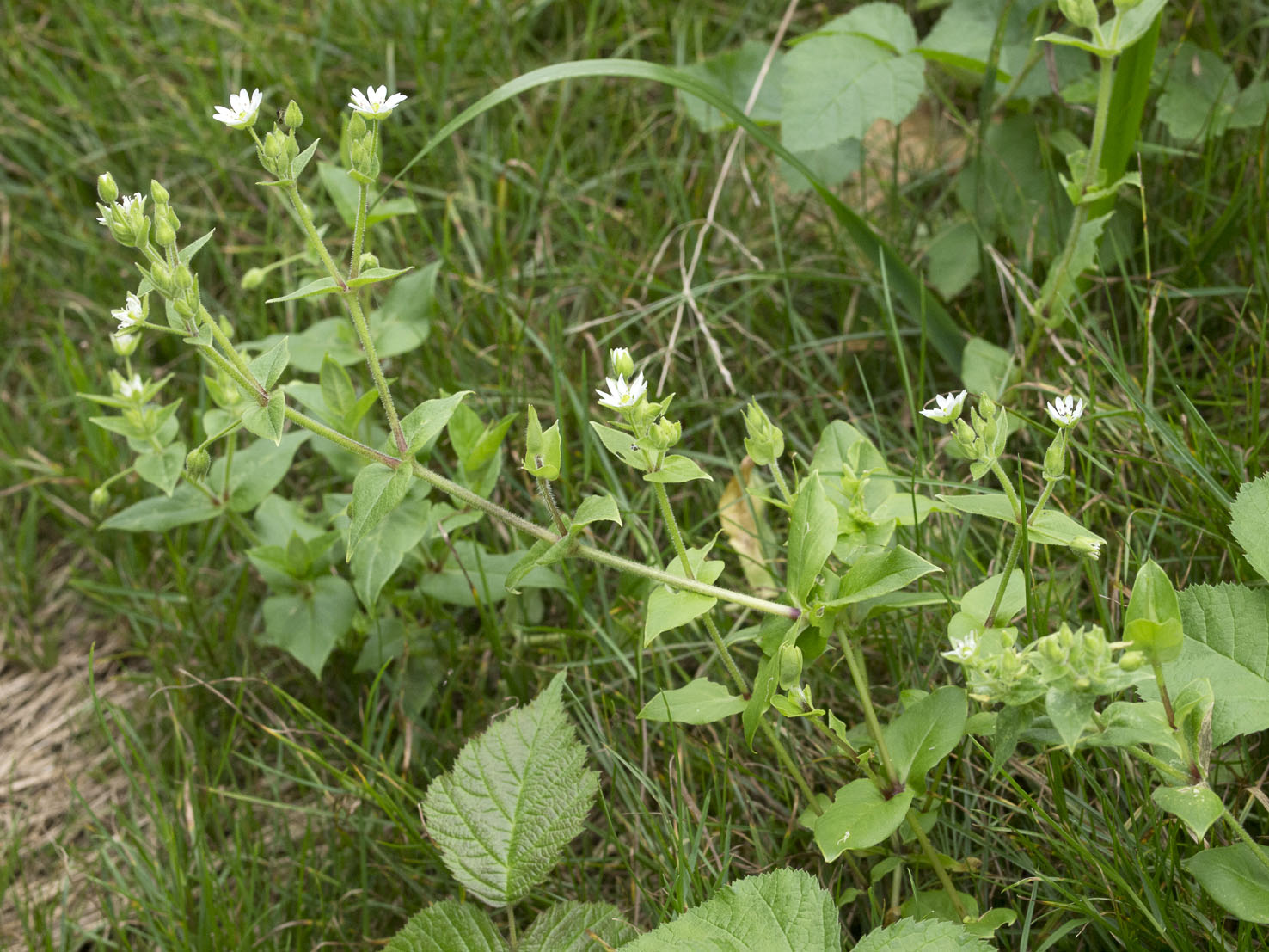 Stellaria