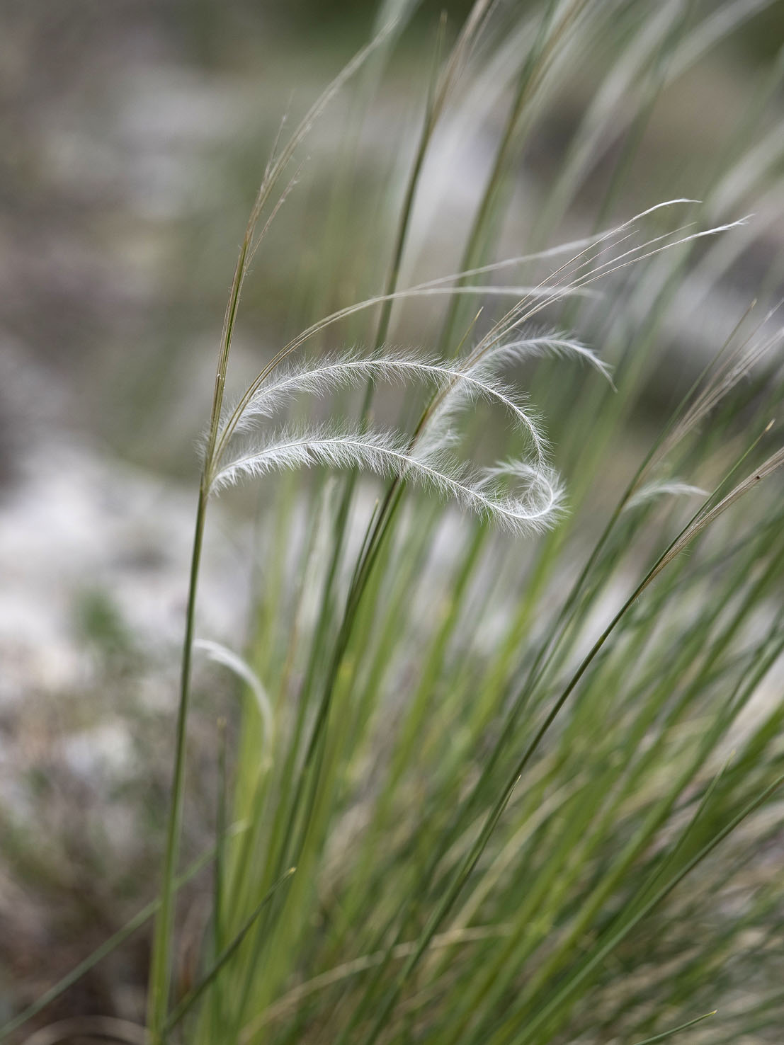 Stipa