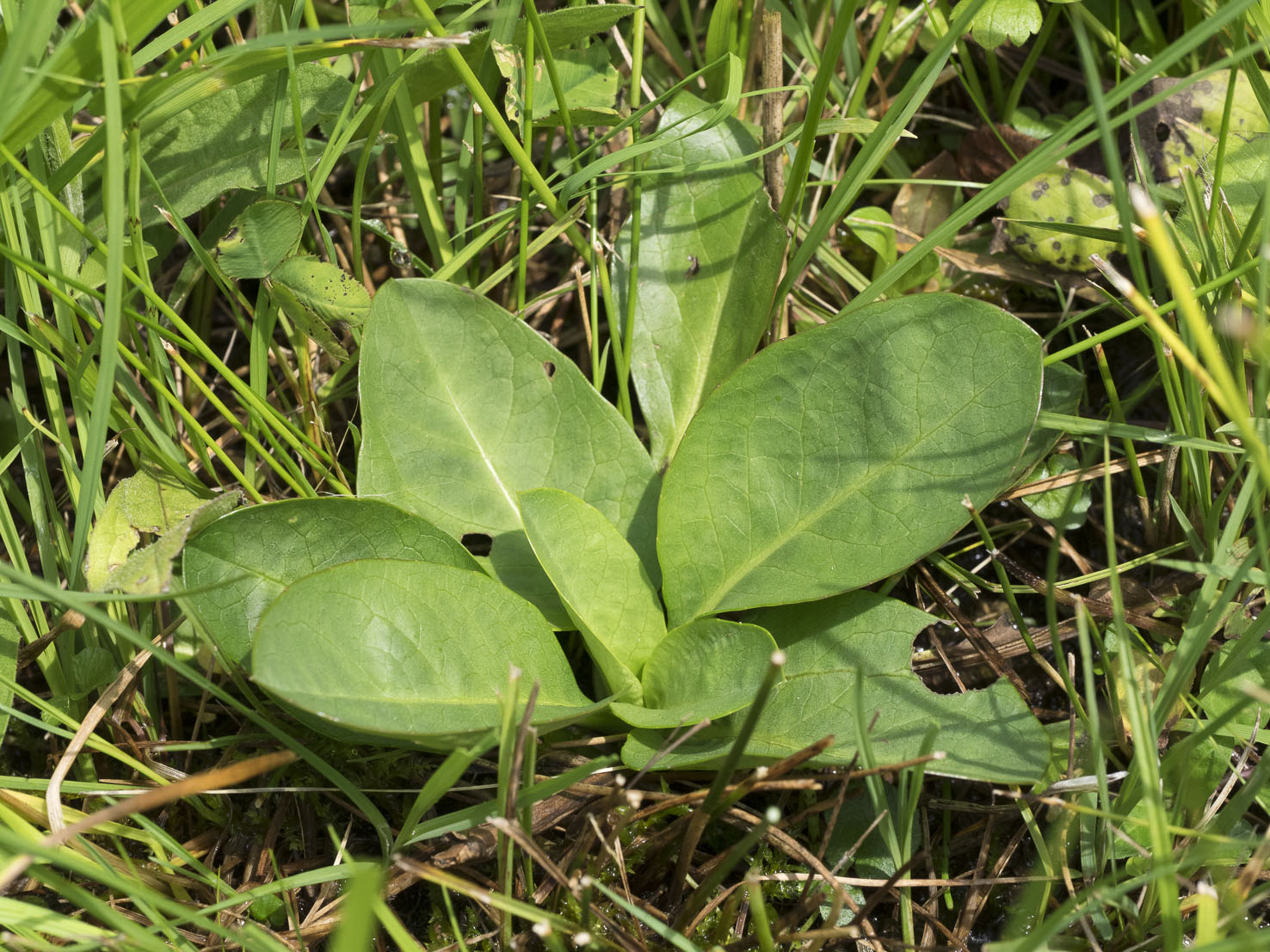 Succisa