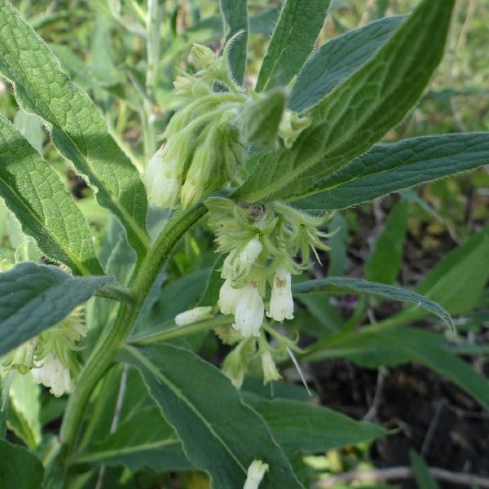 Symphytum