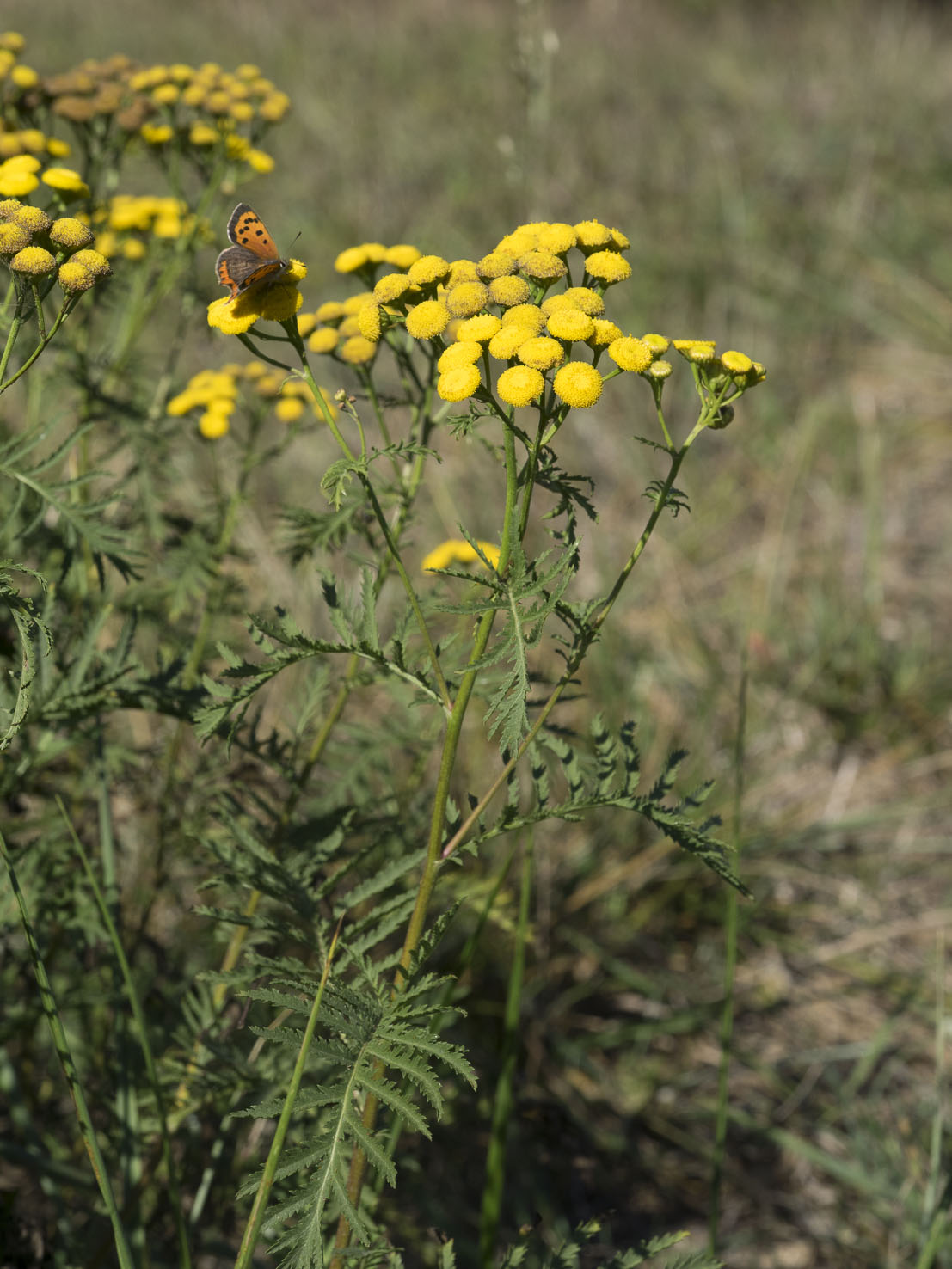 Tanacetum
