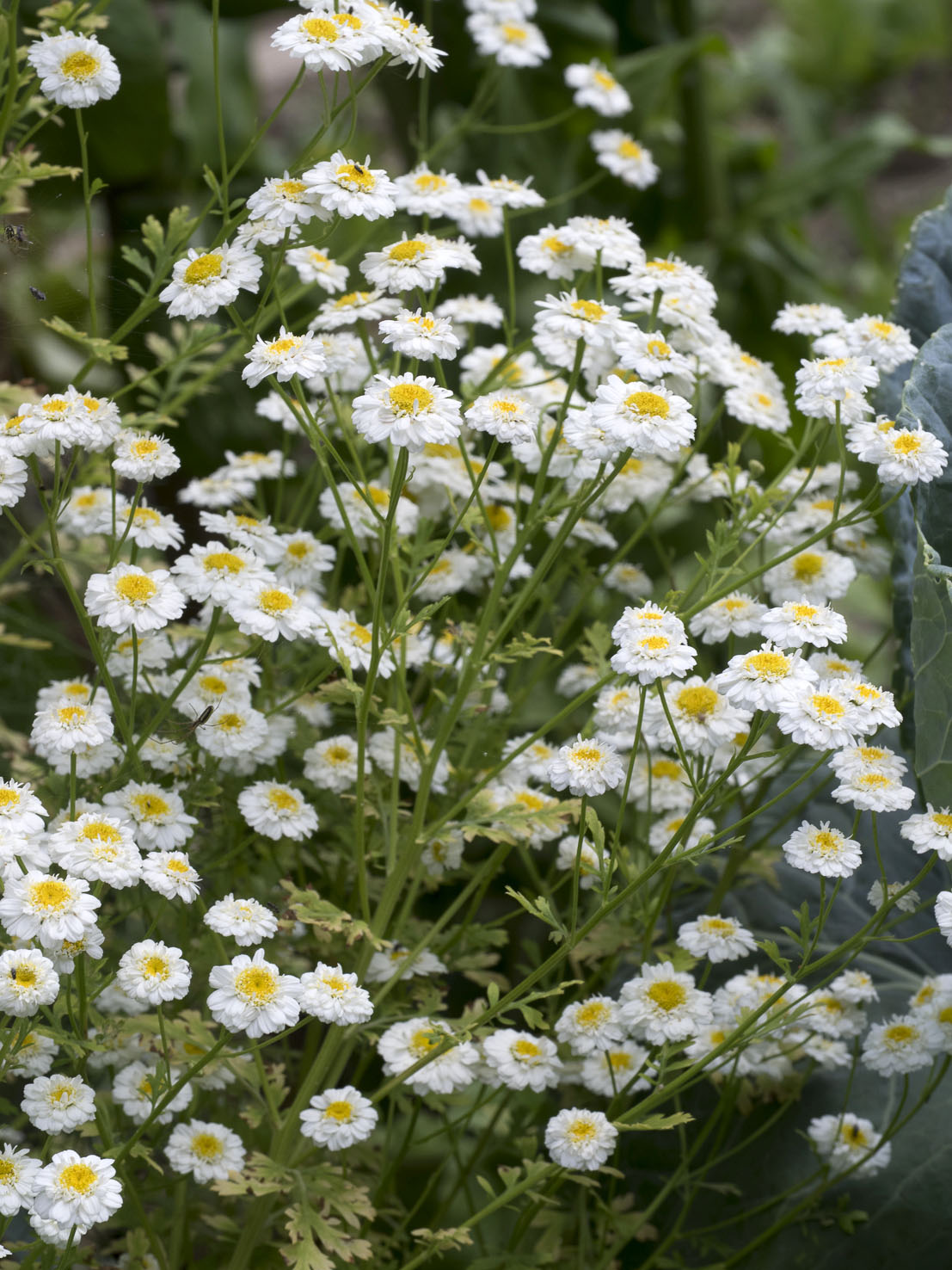 Tanacetum