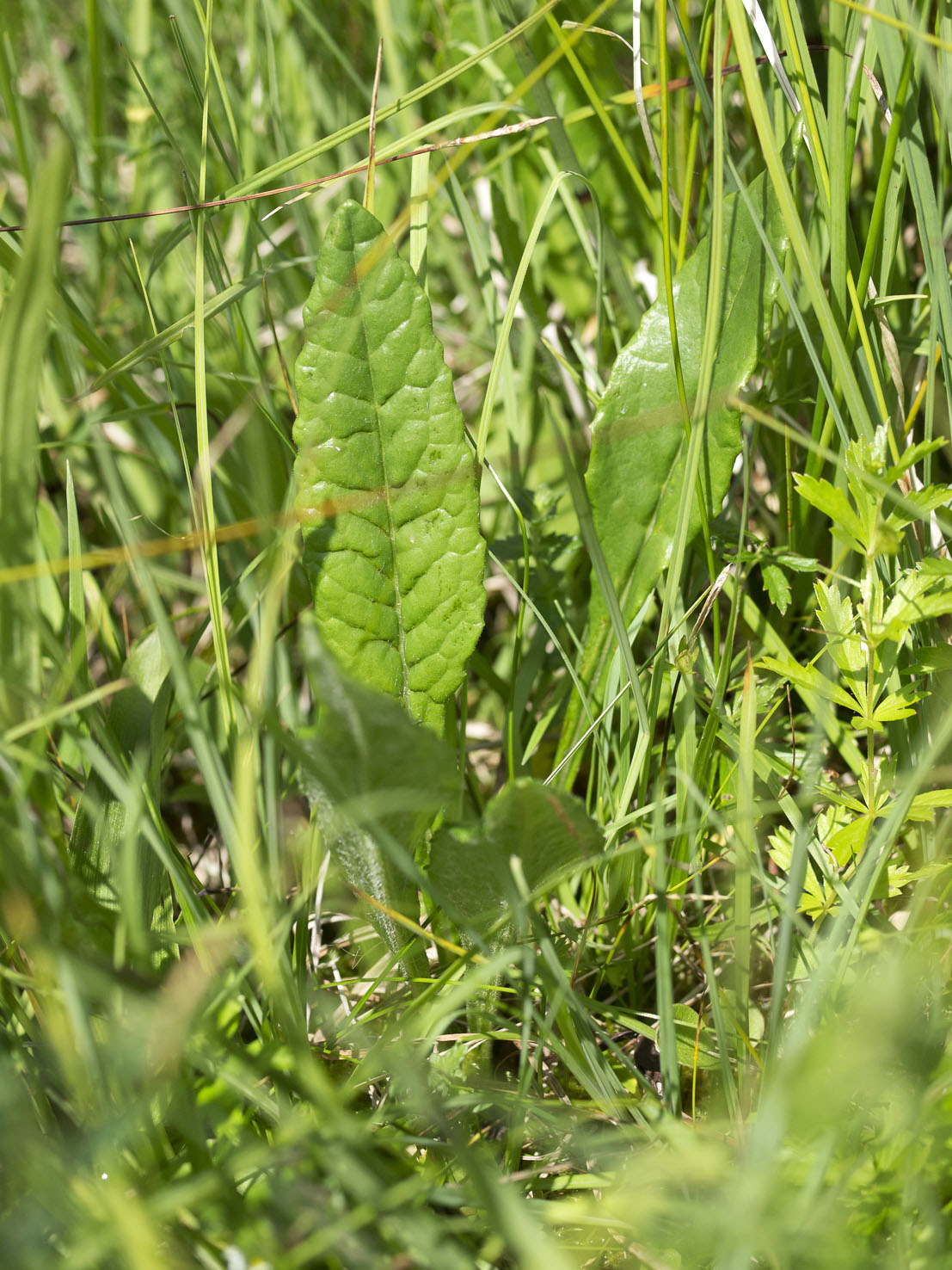 Tephroseris