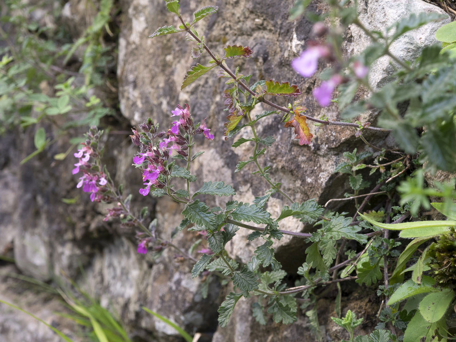 Teucrium