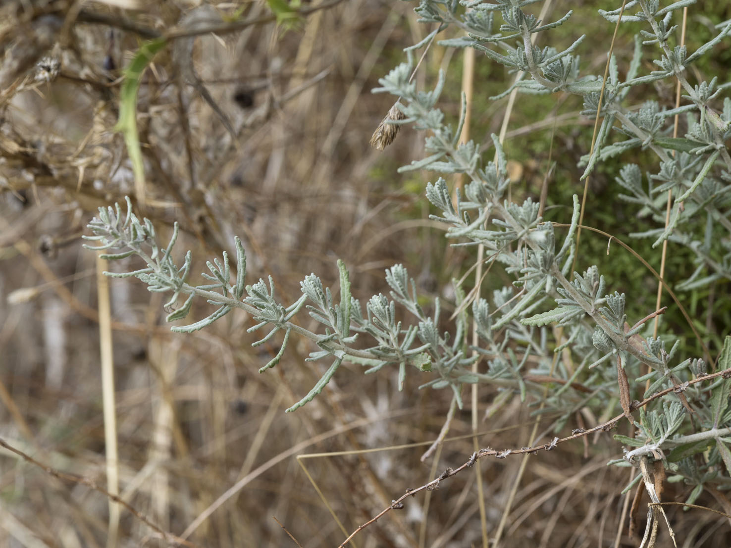 Teucrium