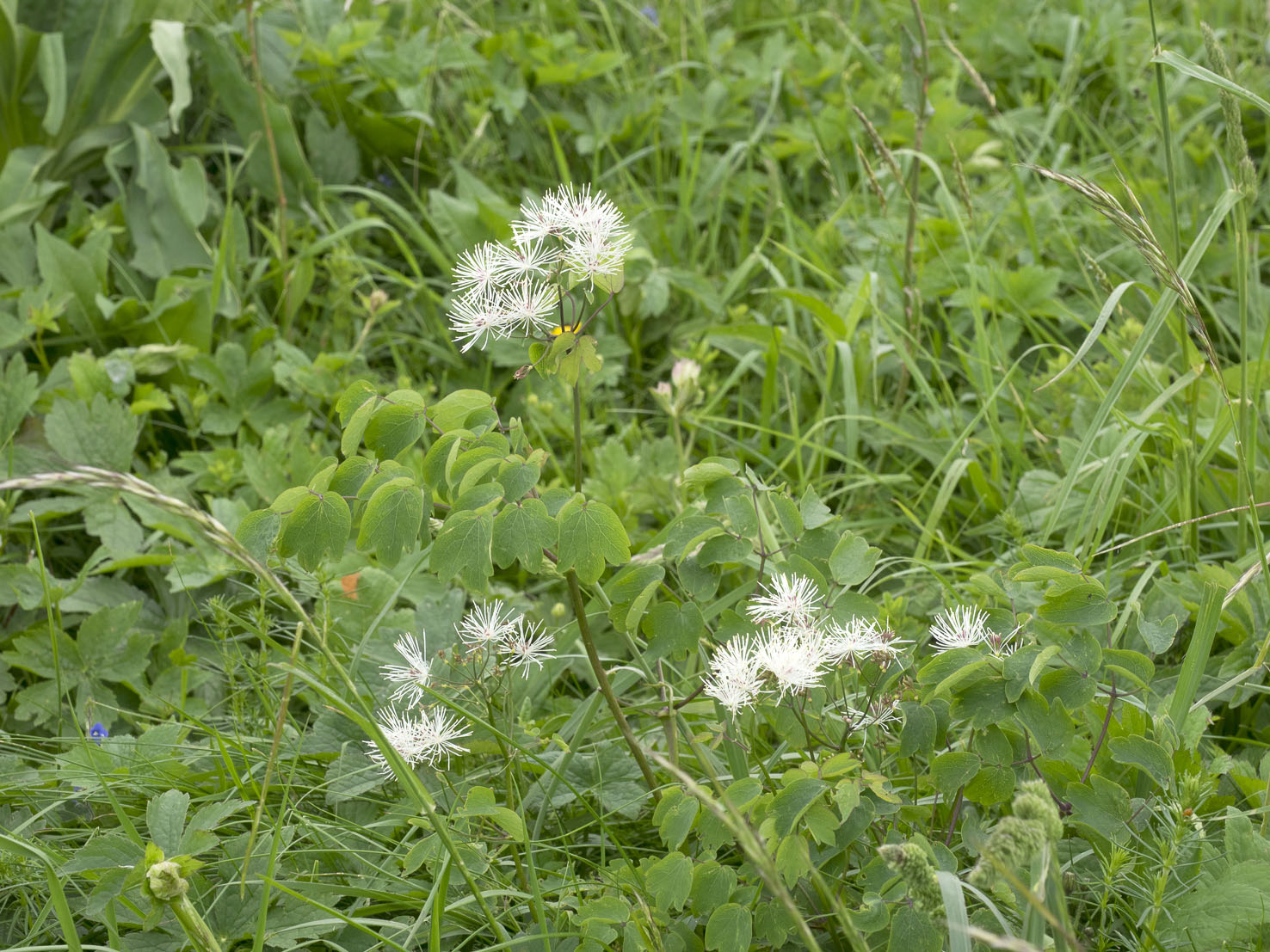 Thalictrum