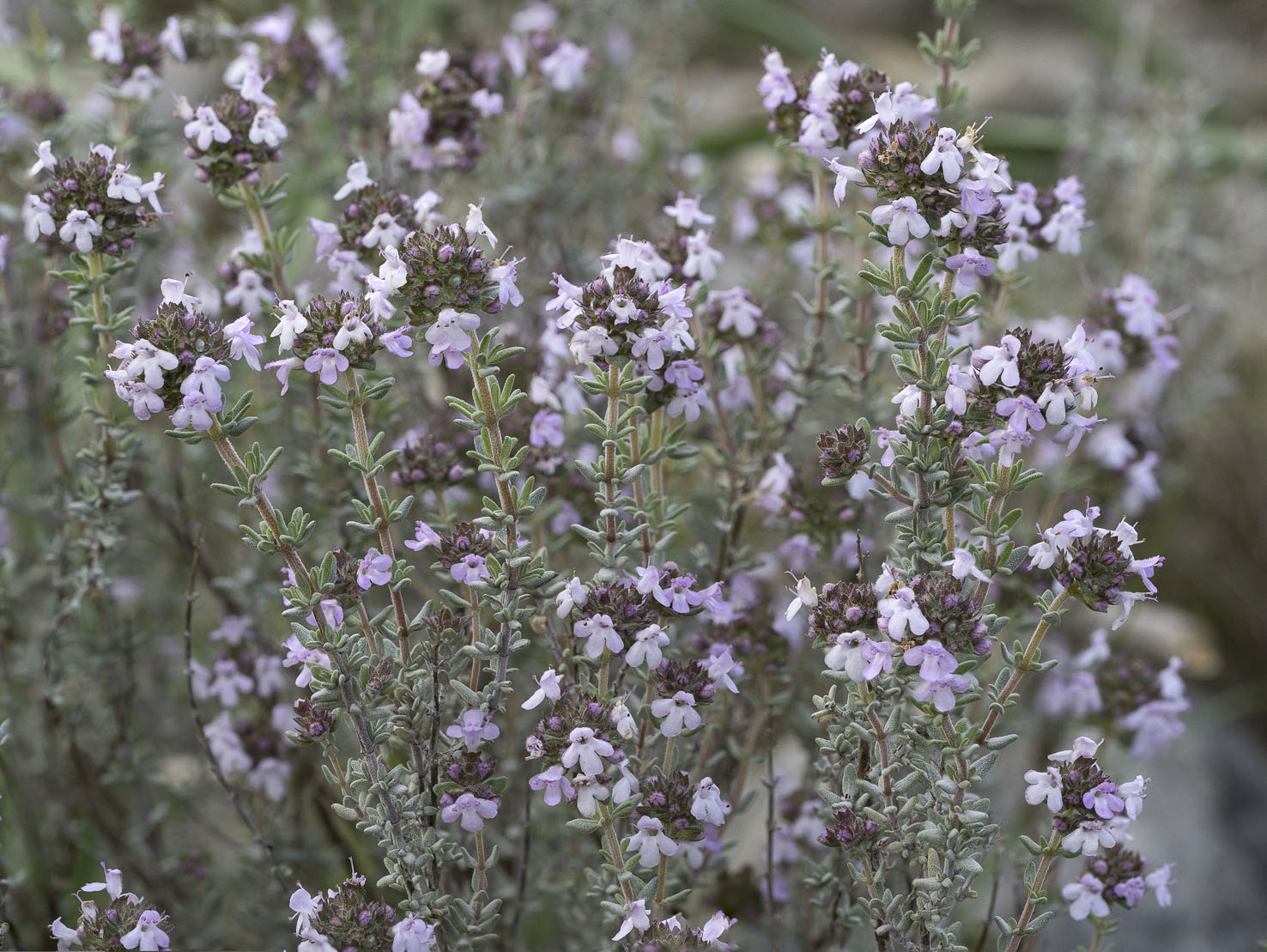 Thymus