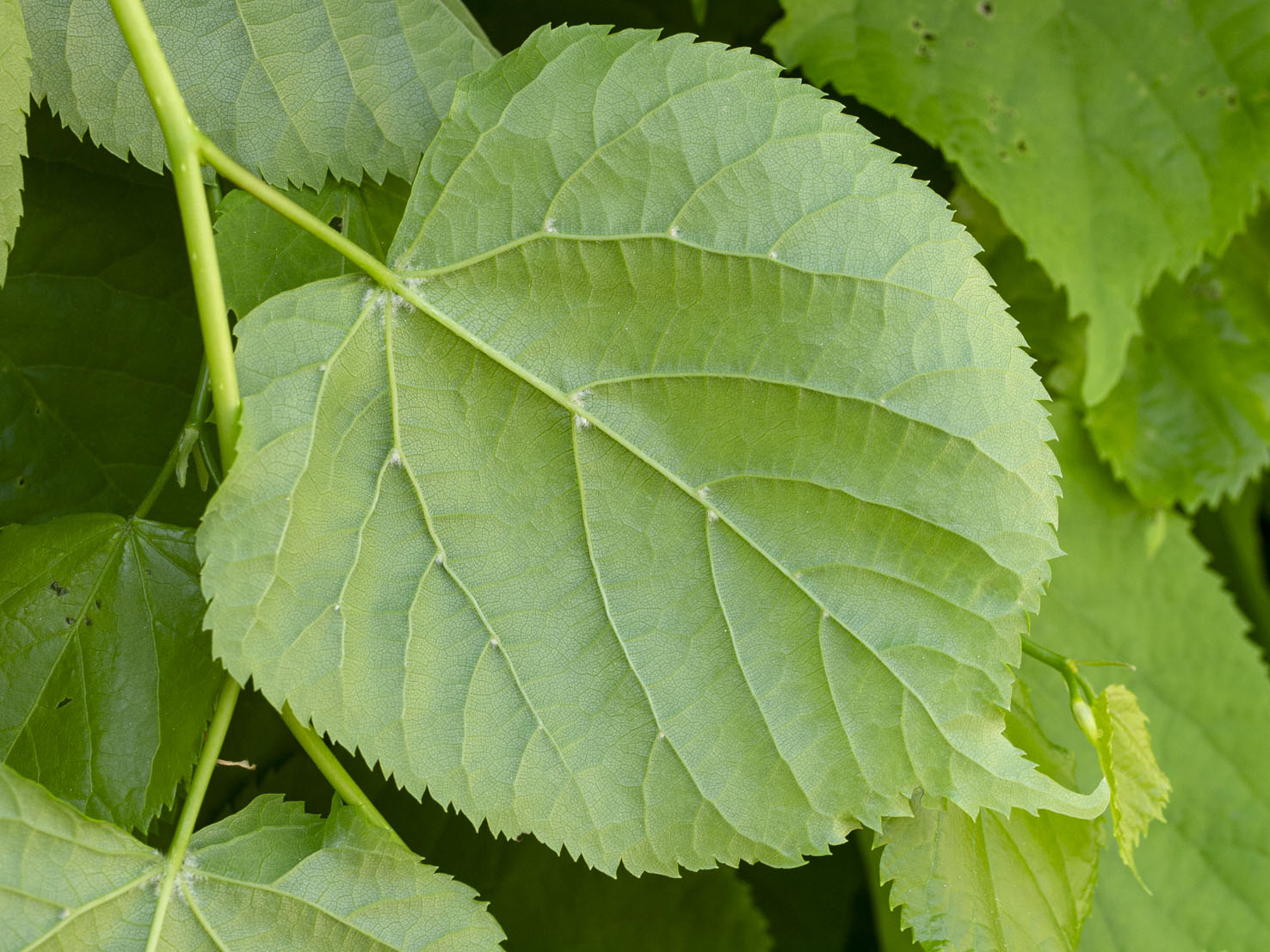 Tilia
