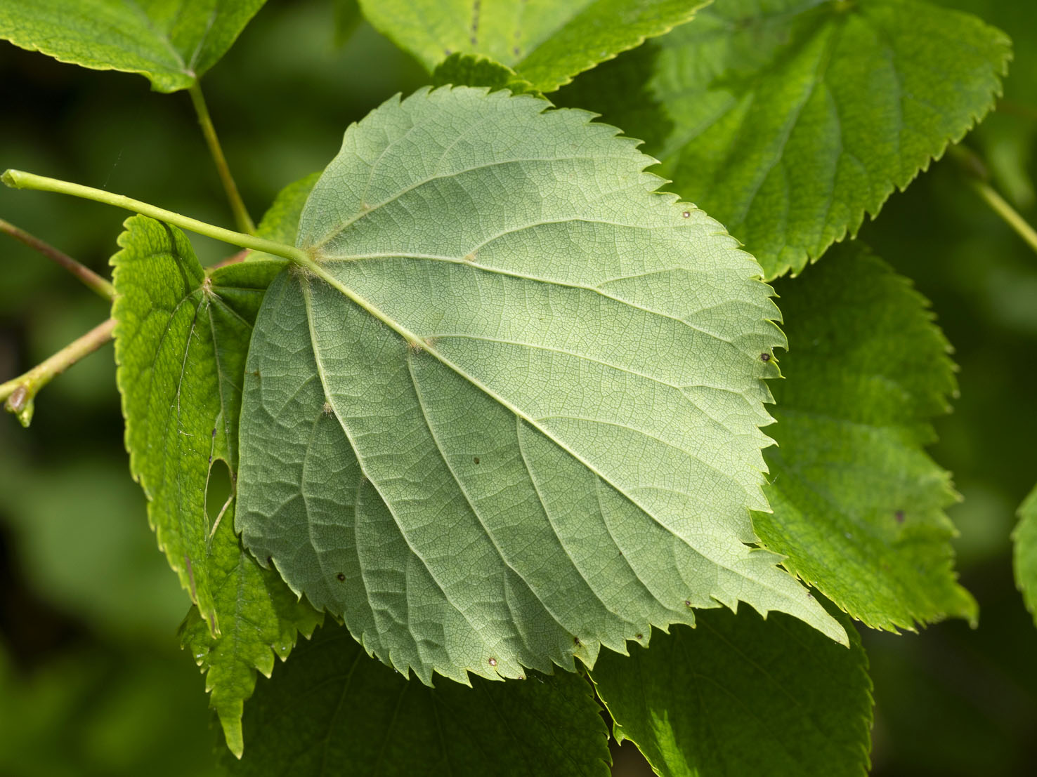 Tilia