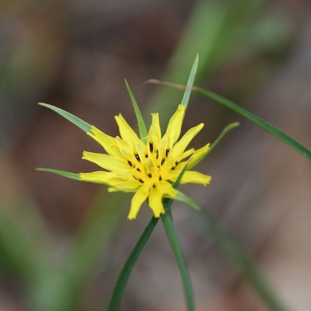Tragopogon