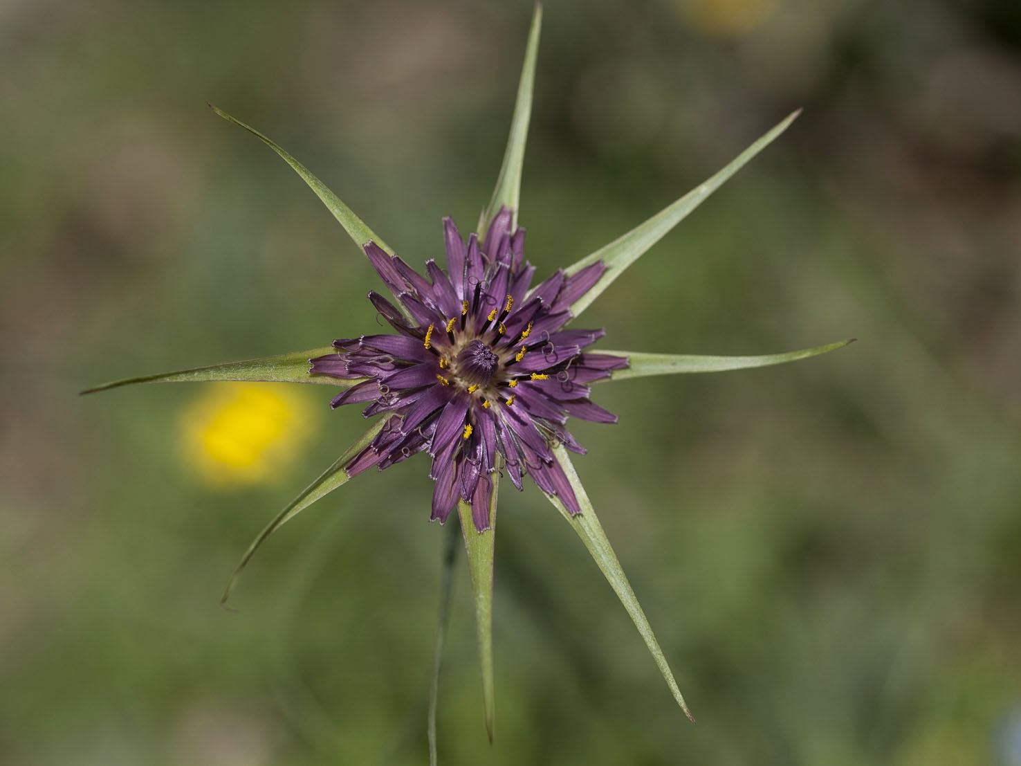 Tragopogon