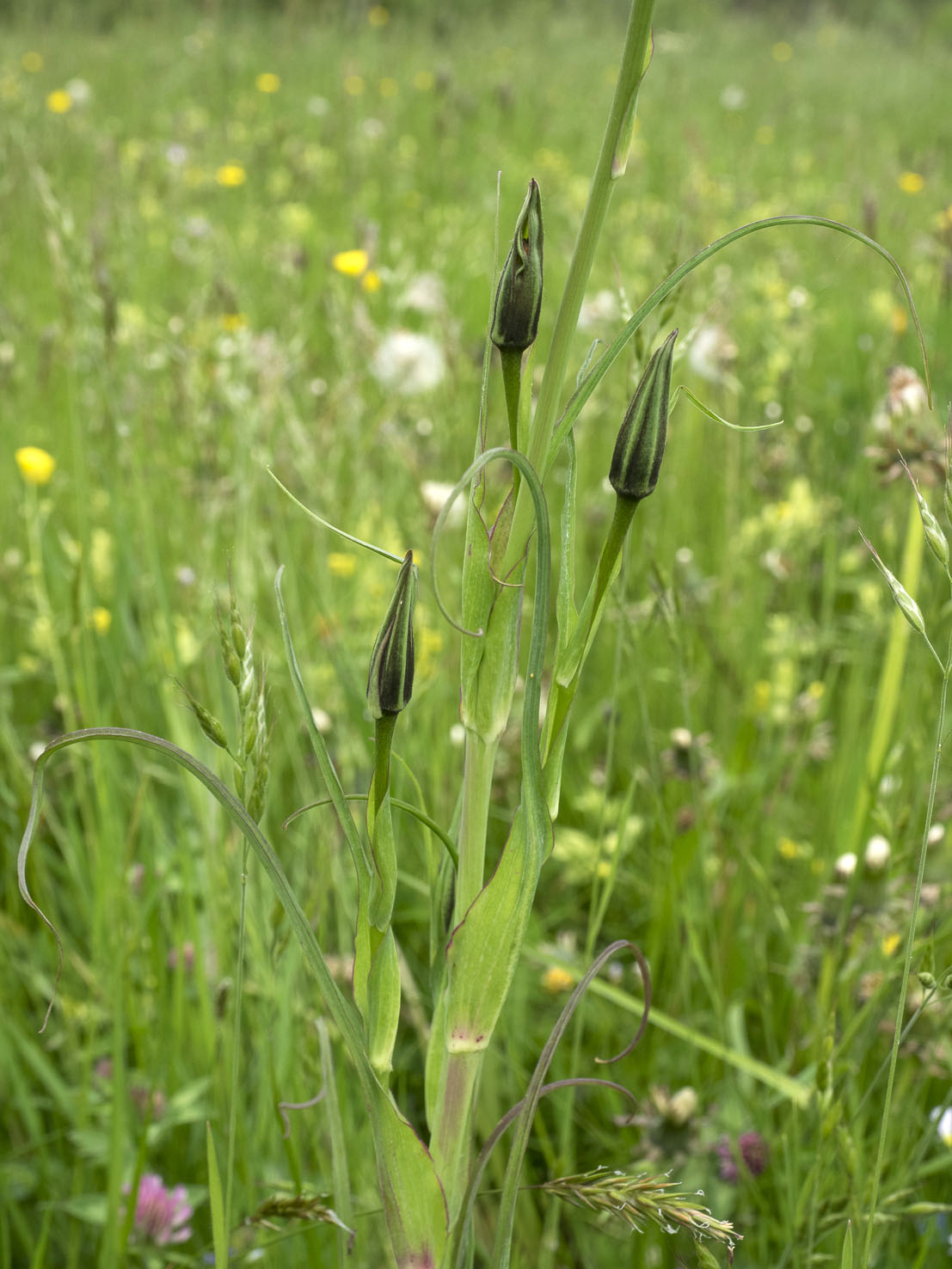 Tragopogon